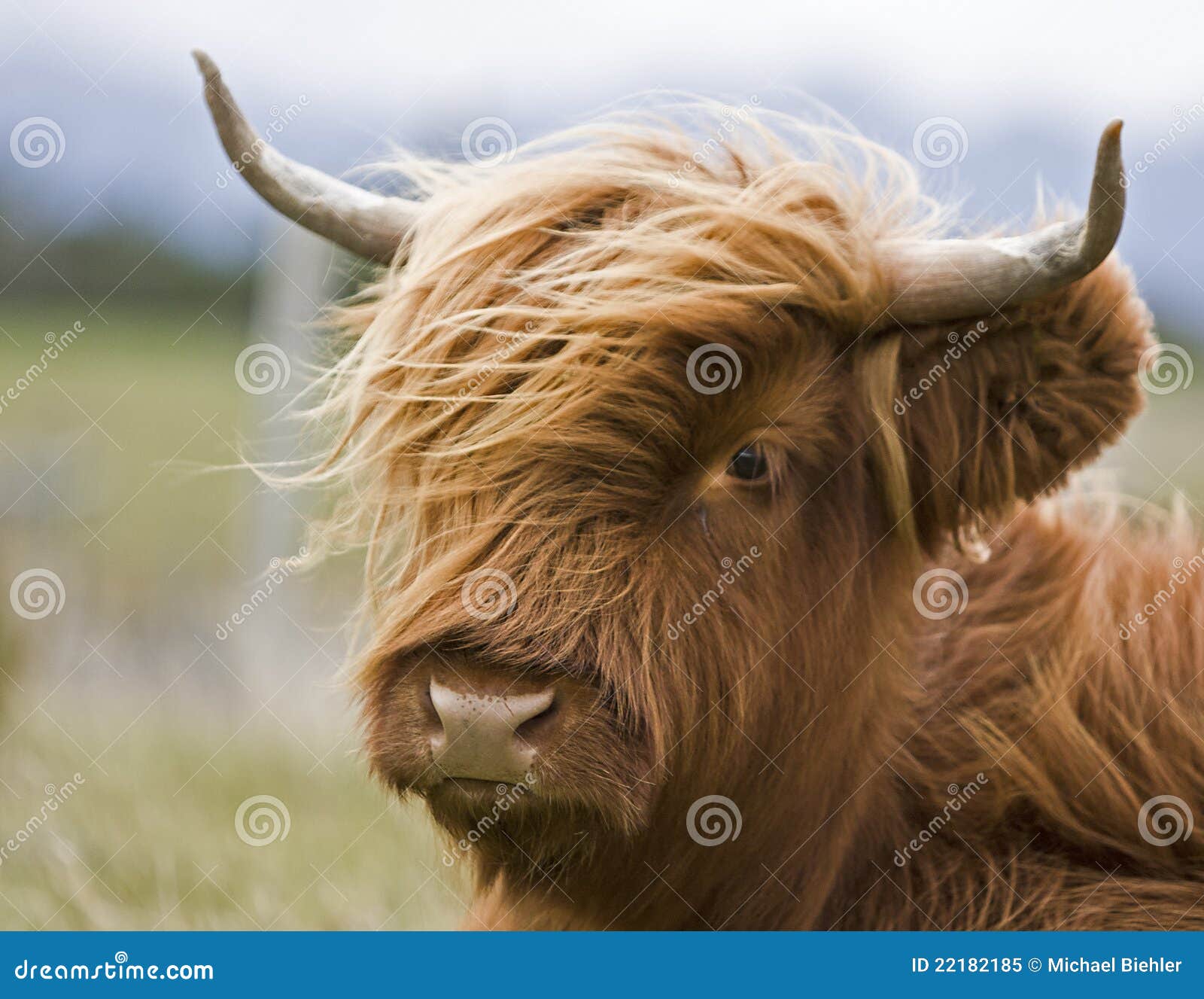 young brown highland cattle