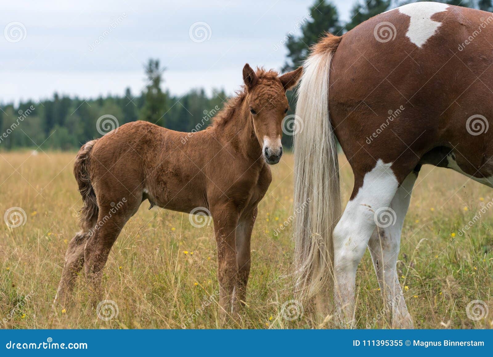 Brown Icelandic horse foal standing close to its mothers rear e. Young brown Icelandic horse foal seeking shelter behind its mothers rear end and tail