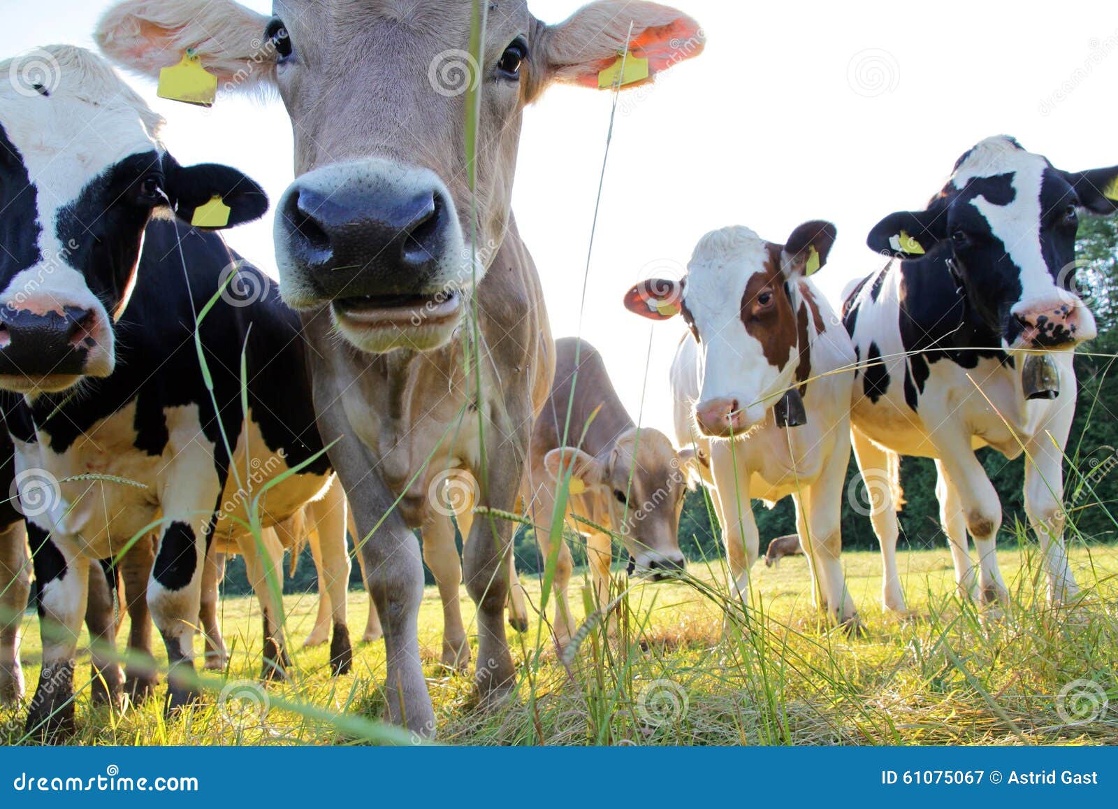 1,901 Simmental Cows Stock Photos - Free & Royalty-Free Stock Photos ...