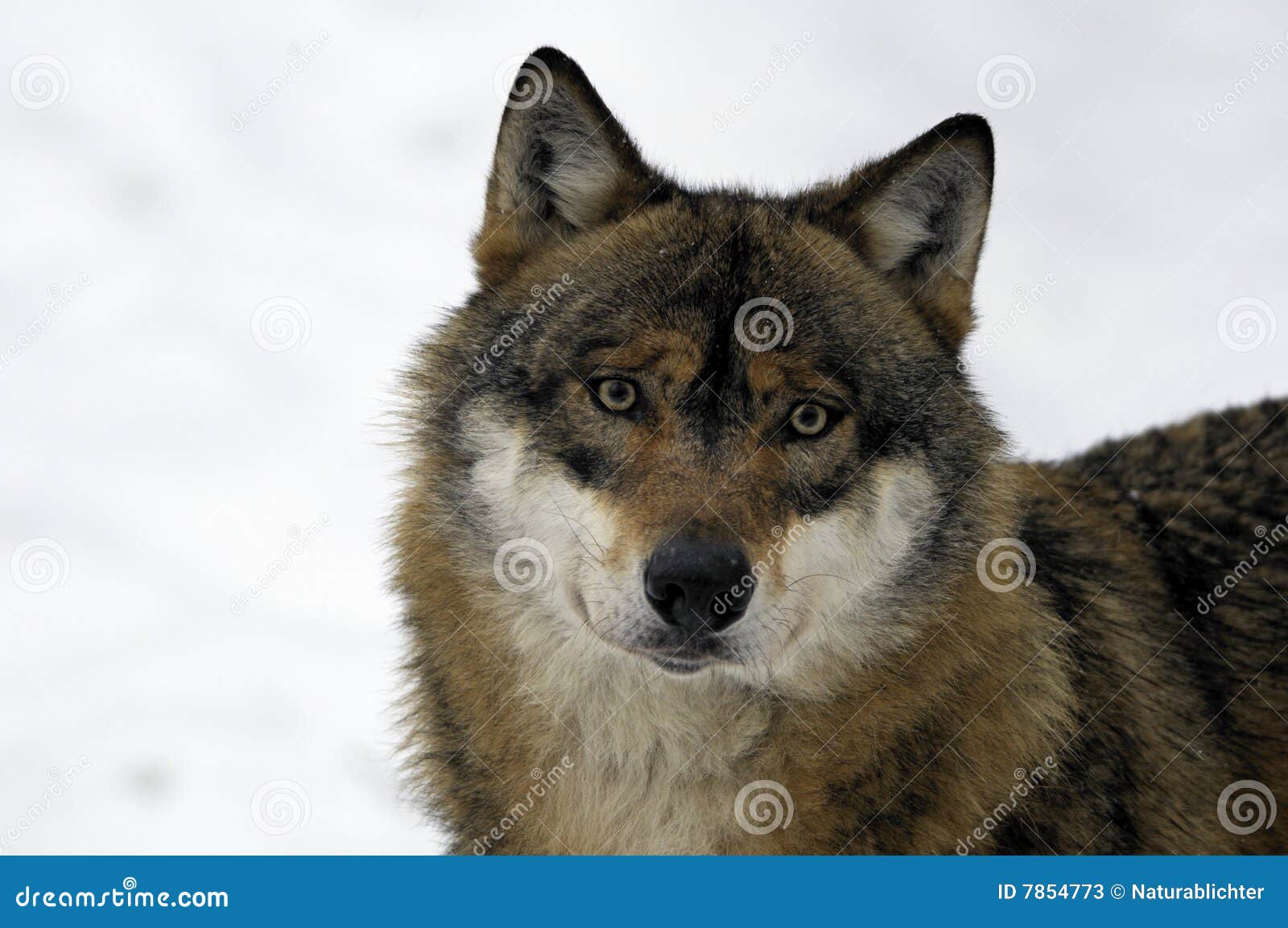 Featured image of post Anime Brown Wolf Pup Group about wolves founded by ari0312