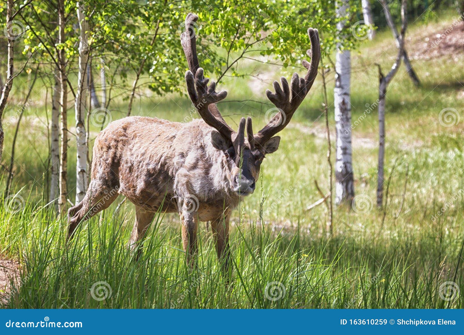 Young Buck of Northern Forest Deer Stock Image Image of animal