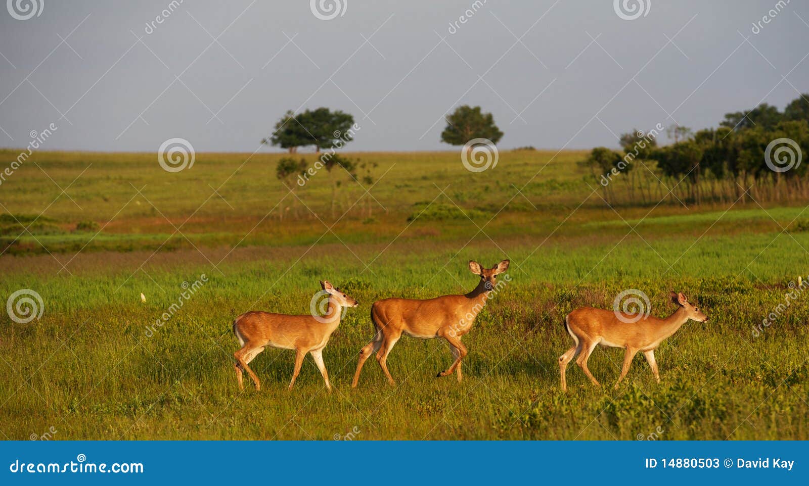 Young bucks running stock image. Image of deer, animal 14880503