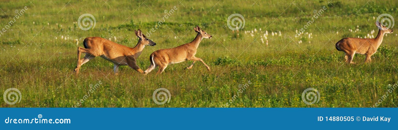 Young bucks running stock image. Image of antlers, velvet 14880505