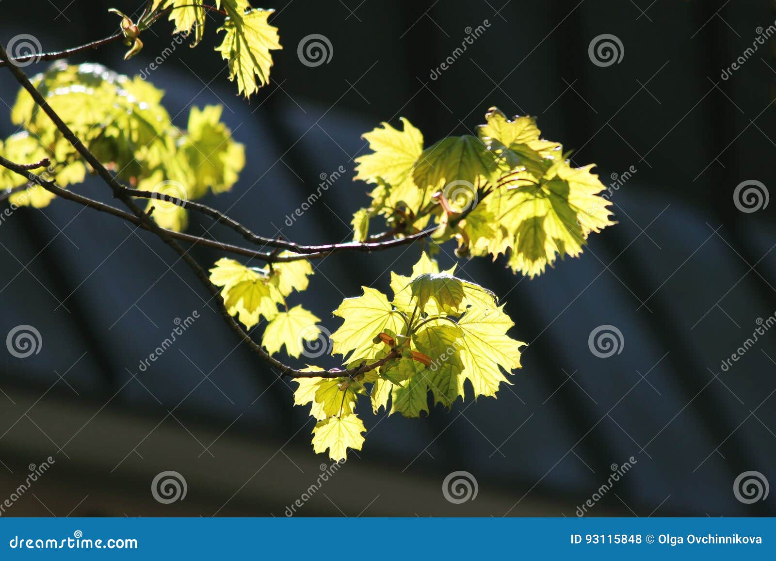 Young Buds of the Maple Bloom in the Spring Stock Photo Image of