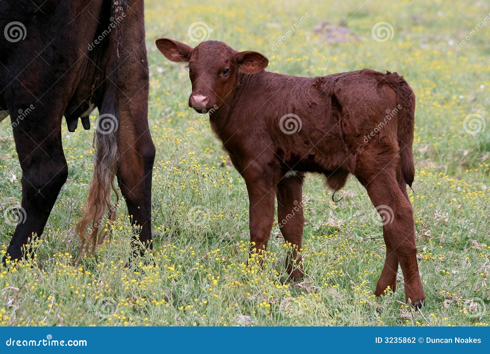 Young Bull Calf and Cow stock photo. Image of cord, hoofs 3235862