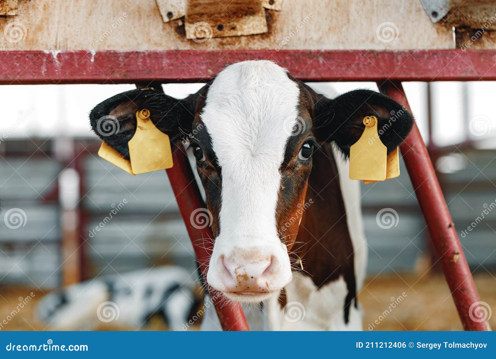 Young Bull Calf in a Stall on a Farm Stock Photo - Image of breeding ...
