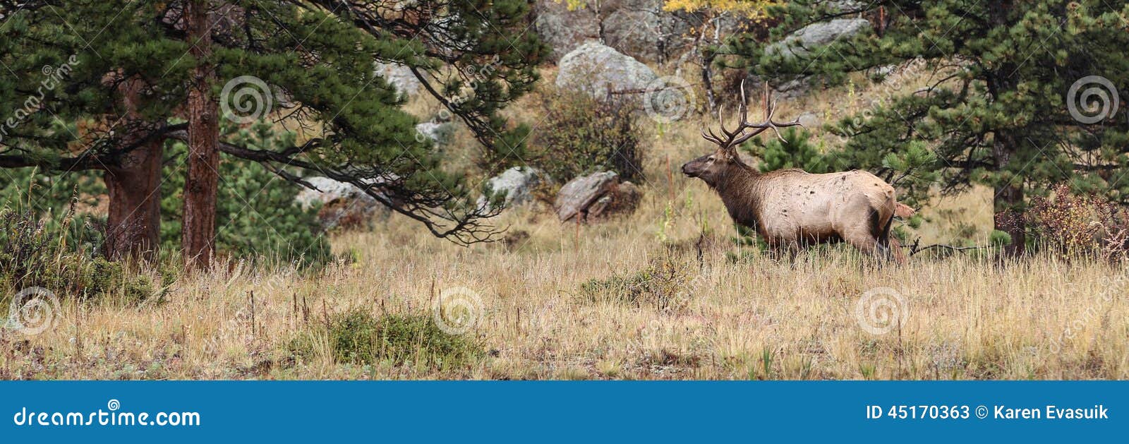 Young Bull Elk Banner stock image. Image of wildlife 45170363