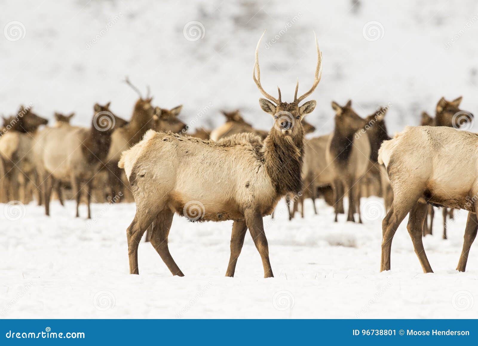 young bull elk in deep snow in winter on national elk refuge