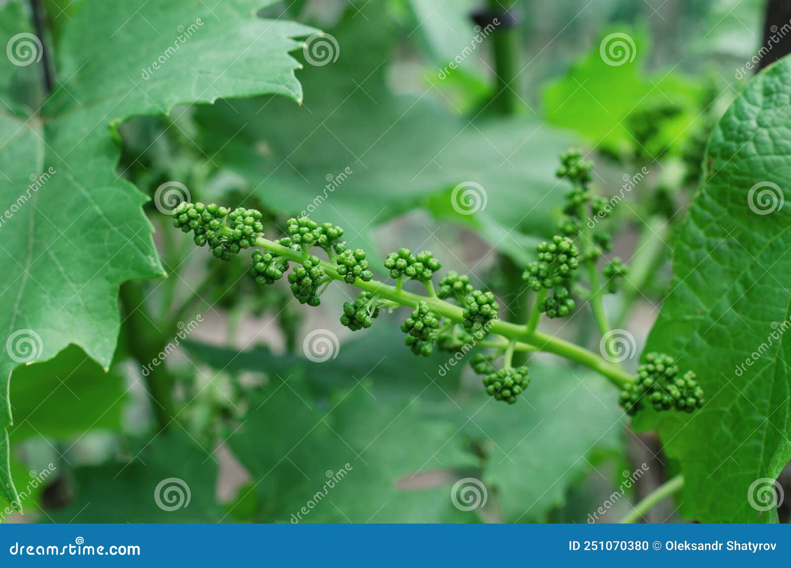 Young Bunch of Grapes before Flowering. Flowering of Grapes Stock Photo