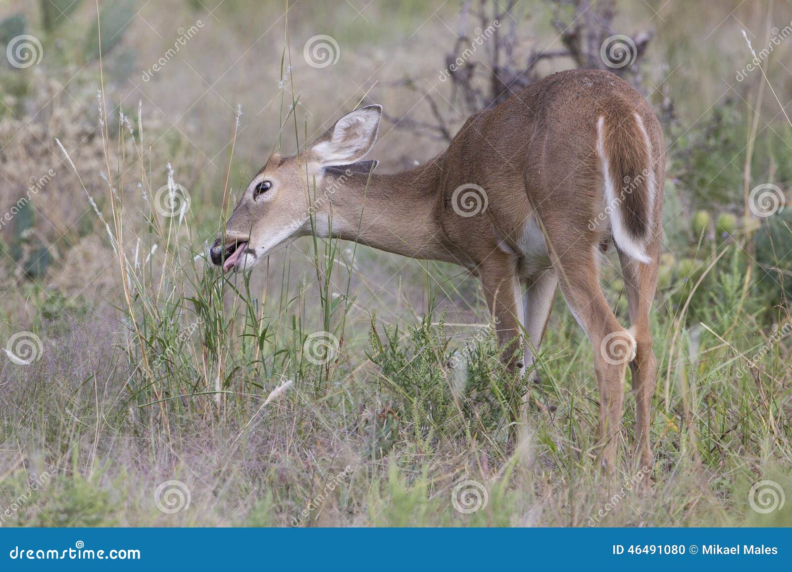 Young Button Buck Grazing on Prairie