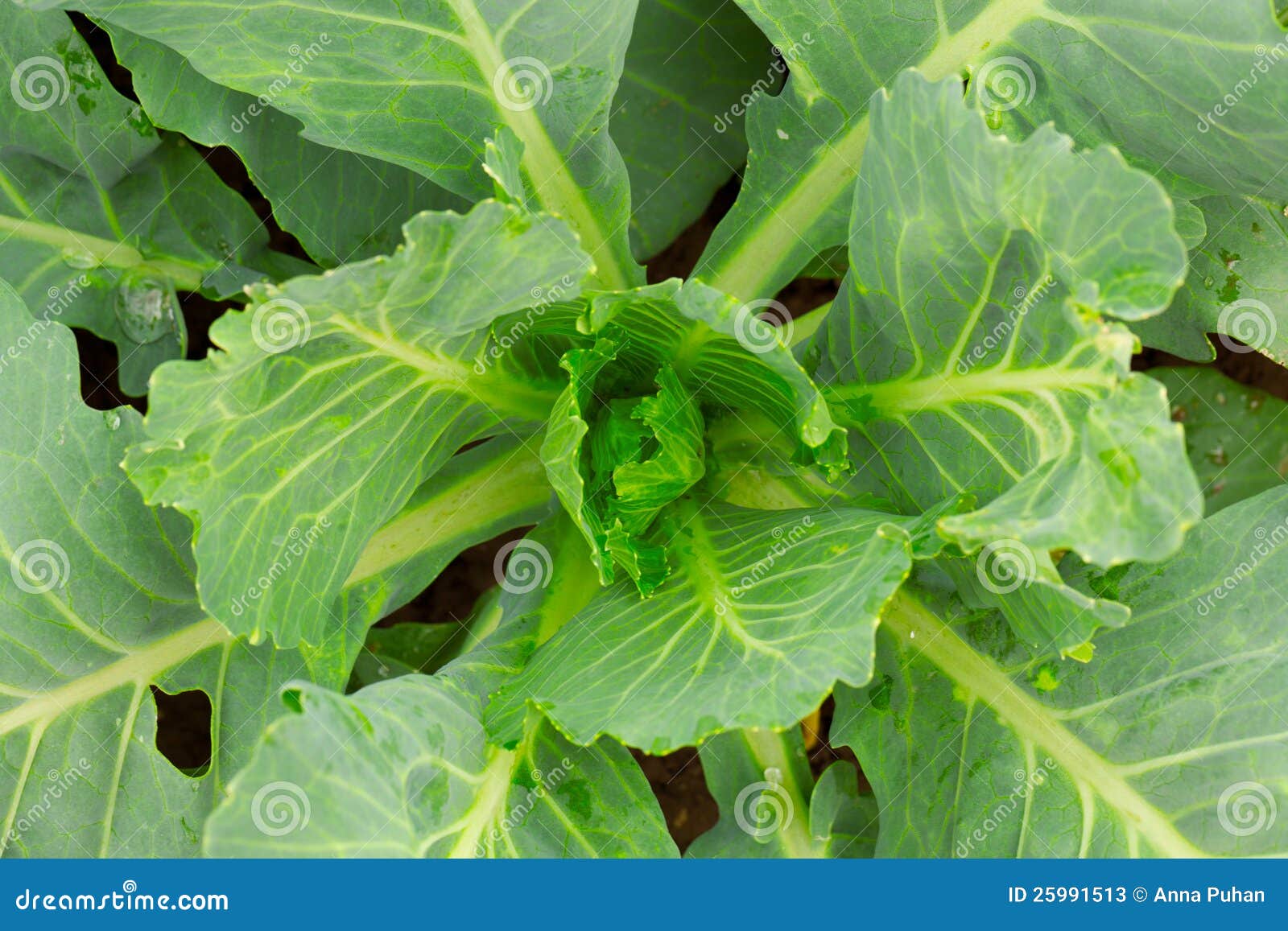 Young cabbage stock image. Image of farm, cabbage, growing 25991513