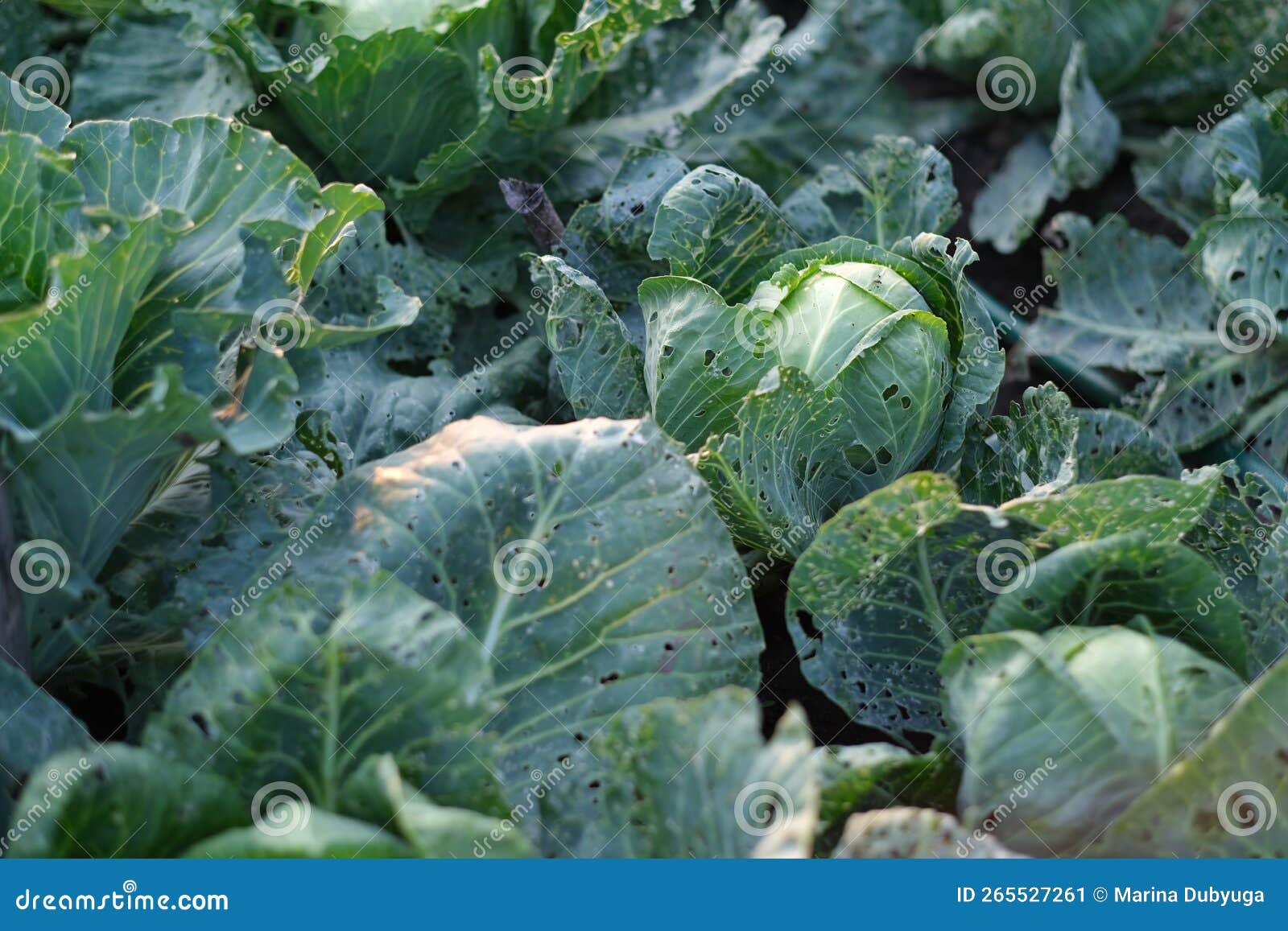 young cabbage grows on a plot of land on a farm in a vegetable garden. growing cabbage at home. environmentally friendly