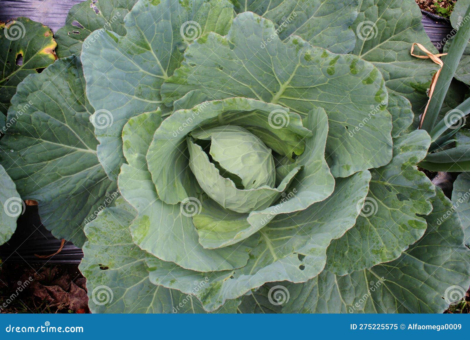 Young Cabbage Plants Top View in Organic Farming Field Stock Image