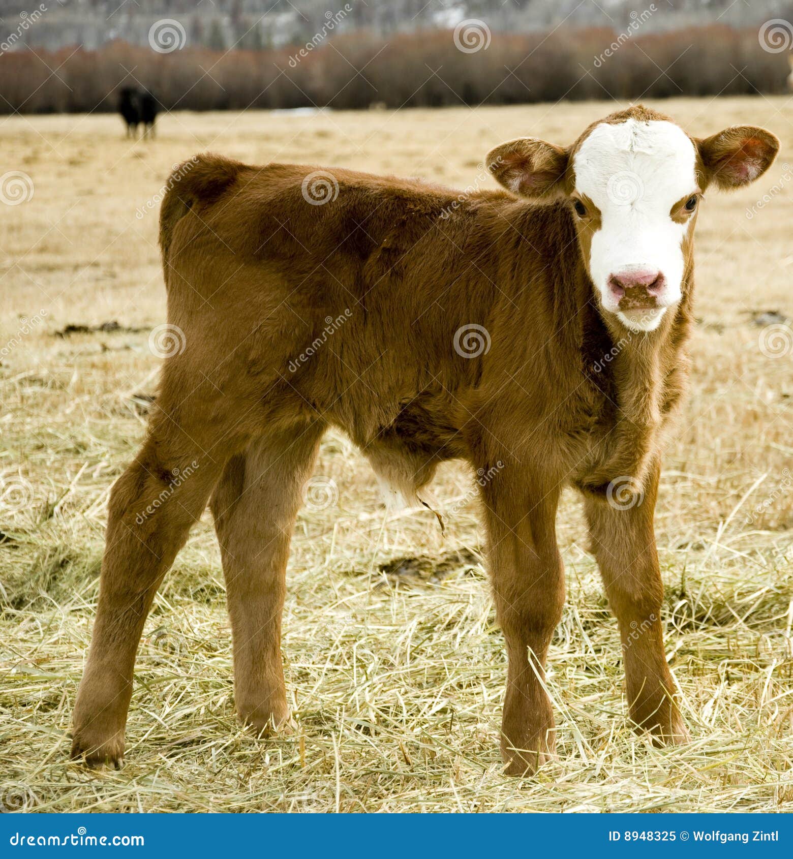 Young calf stock image. Image of calf, livestock, cute 8948325