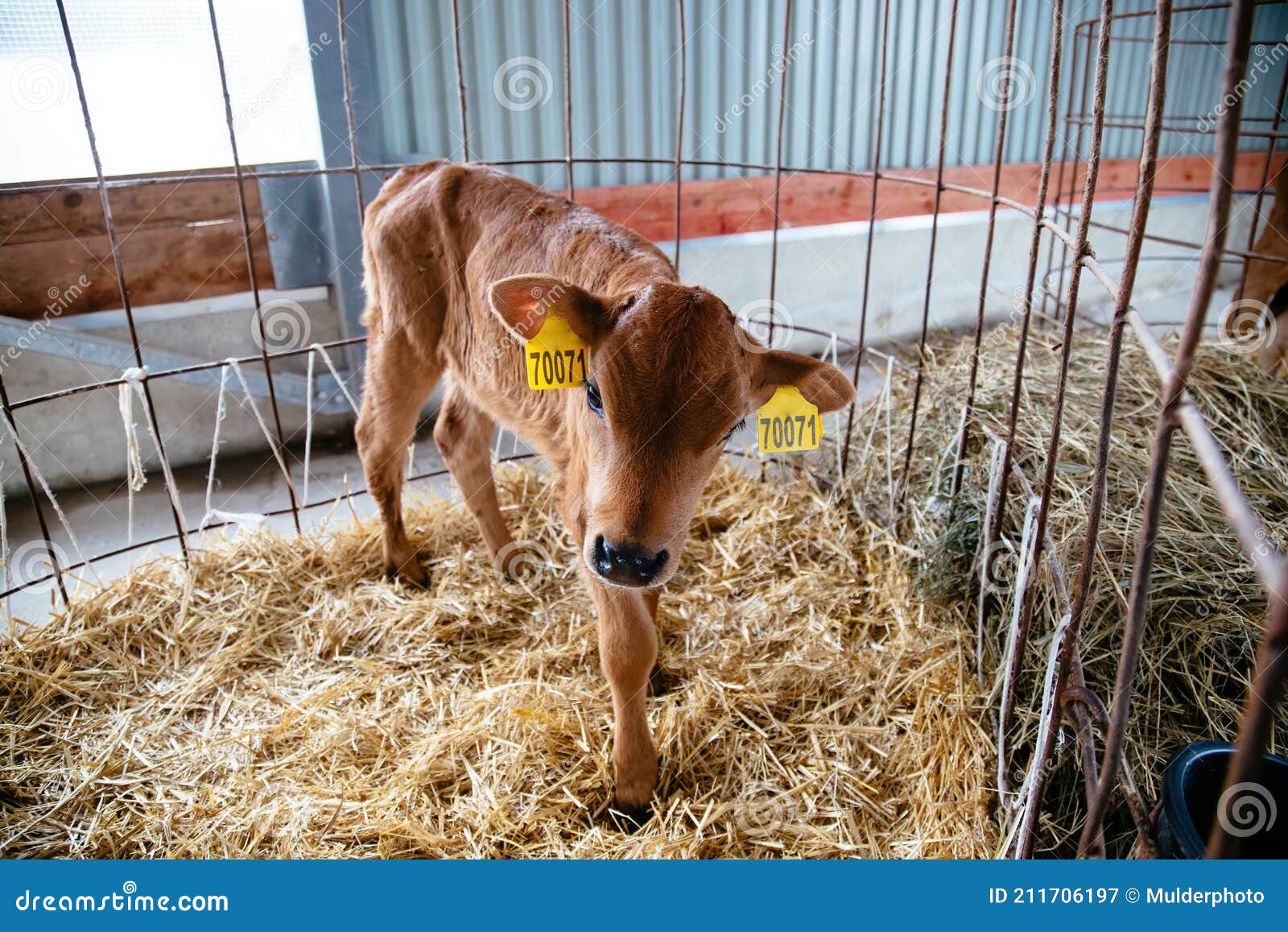 Young Calf Jersey Breed in a Stall for Calves with Straw Stock Image ...