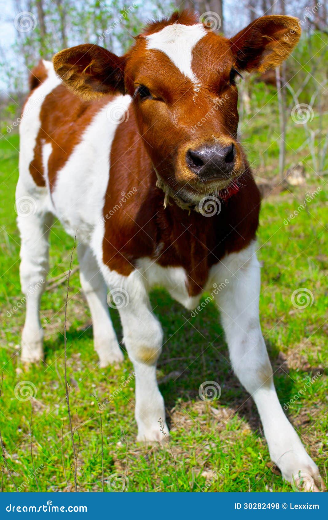 Young calf stock photo. Image of farm, curious, meadow 30282498