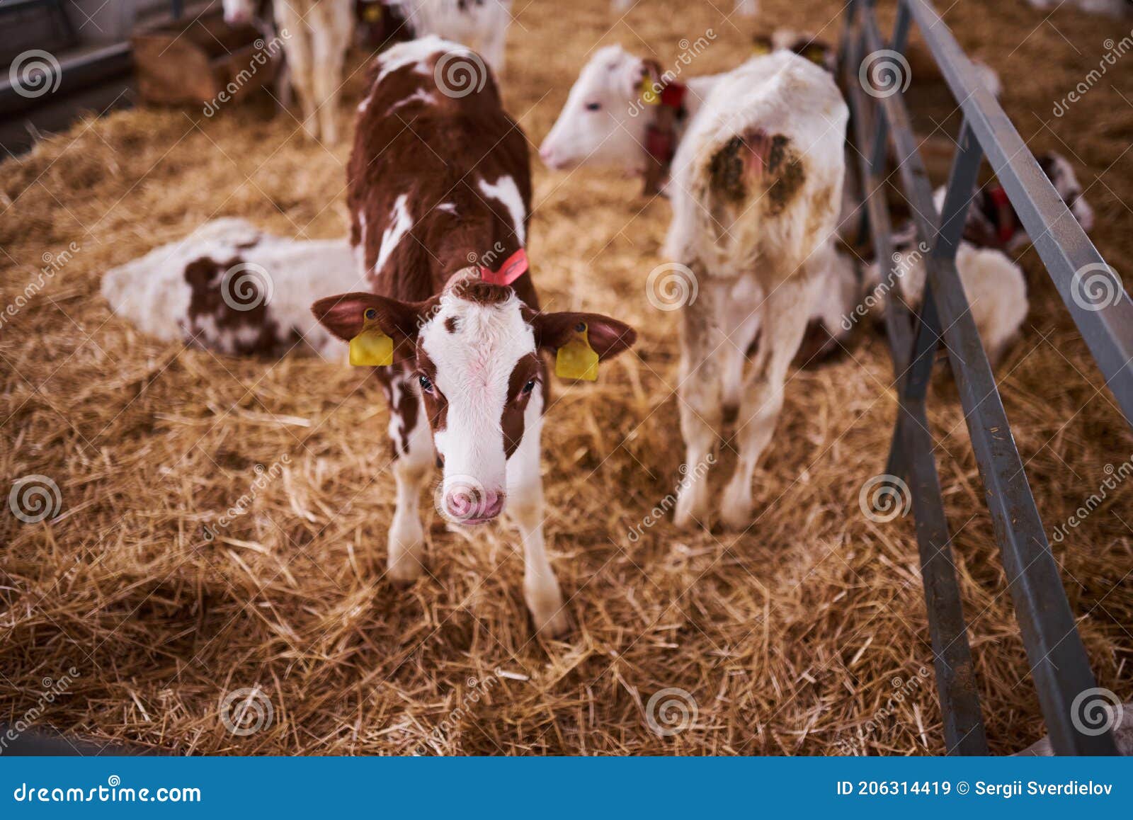 Young Calf in a Nursery for Cows in a Dairy Farm. Newborn Animal Stock ...