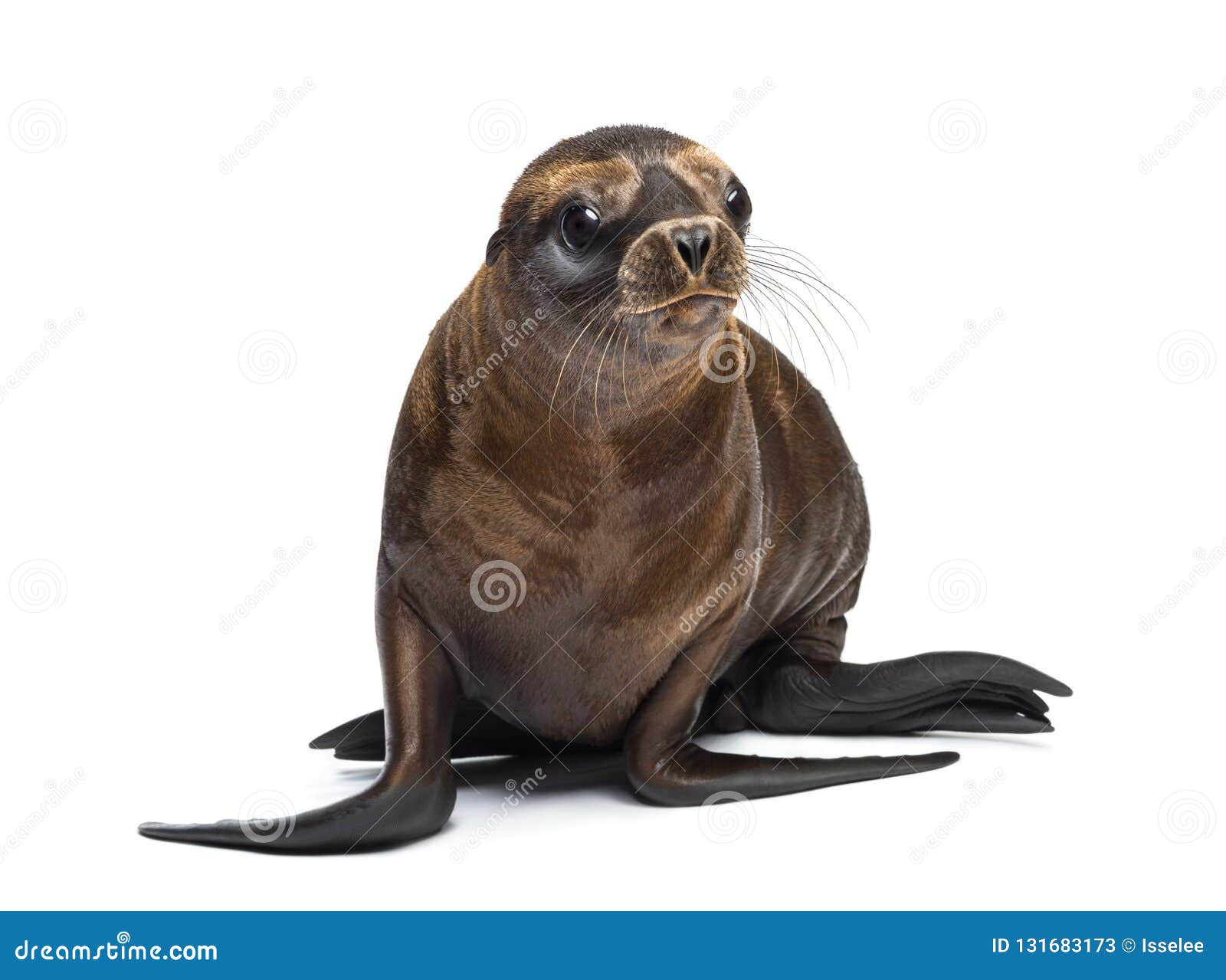 young california sea lion, zalophus californianus