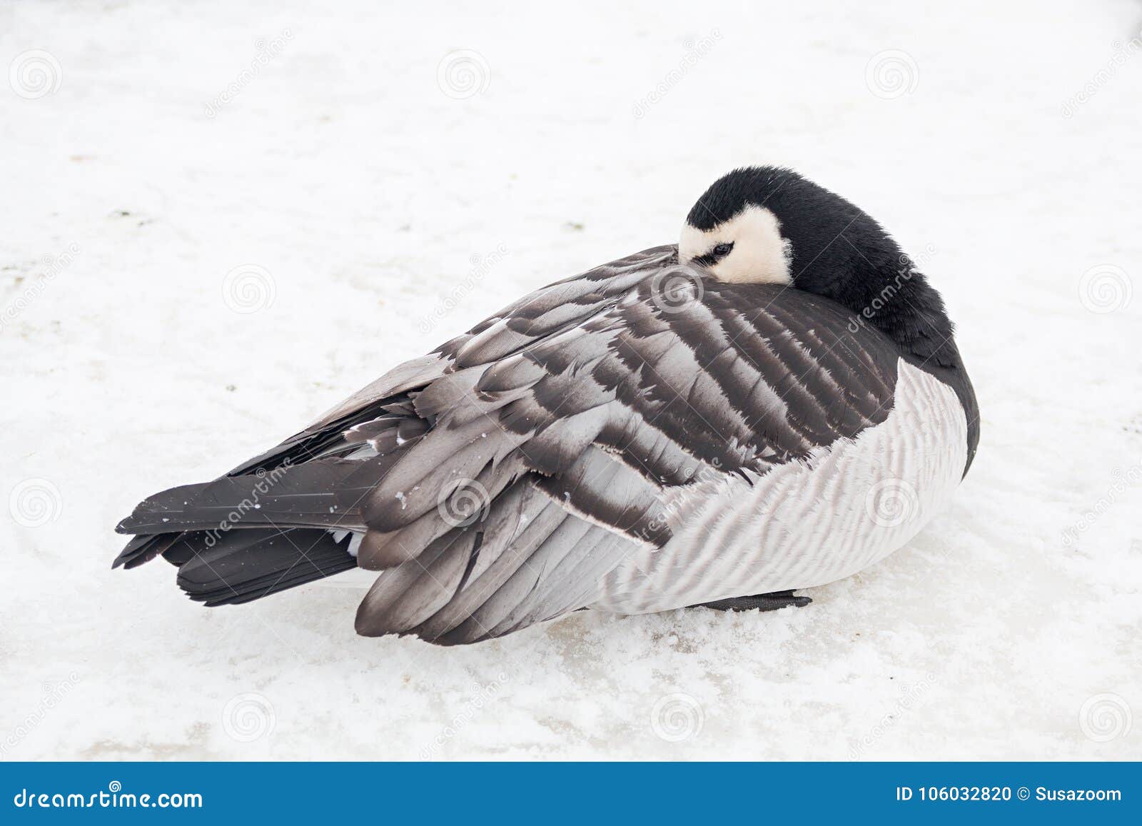 Young Canada Goose Sleeping in the Snow Stock Photo Image of