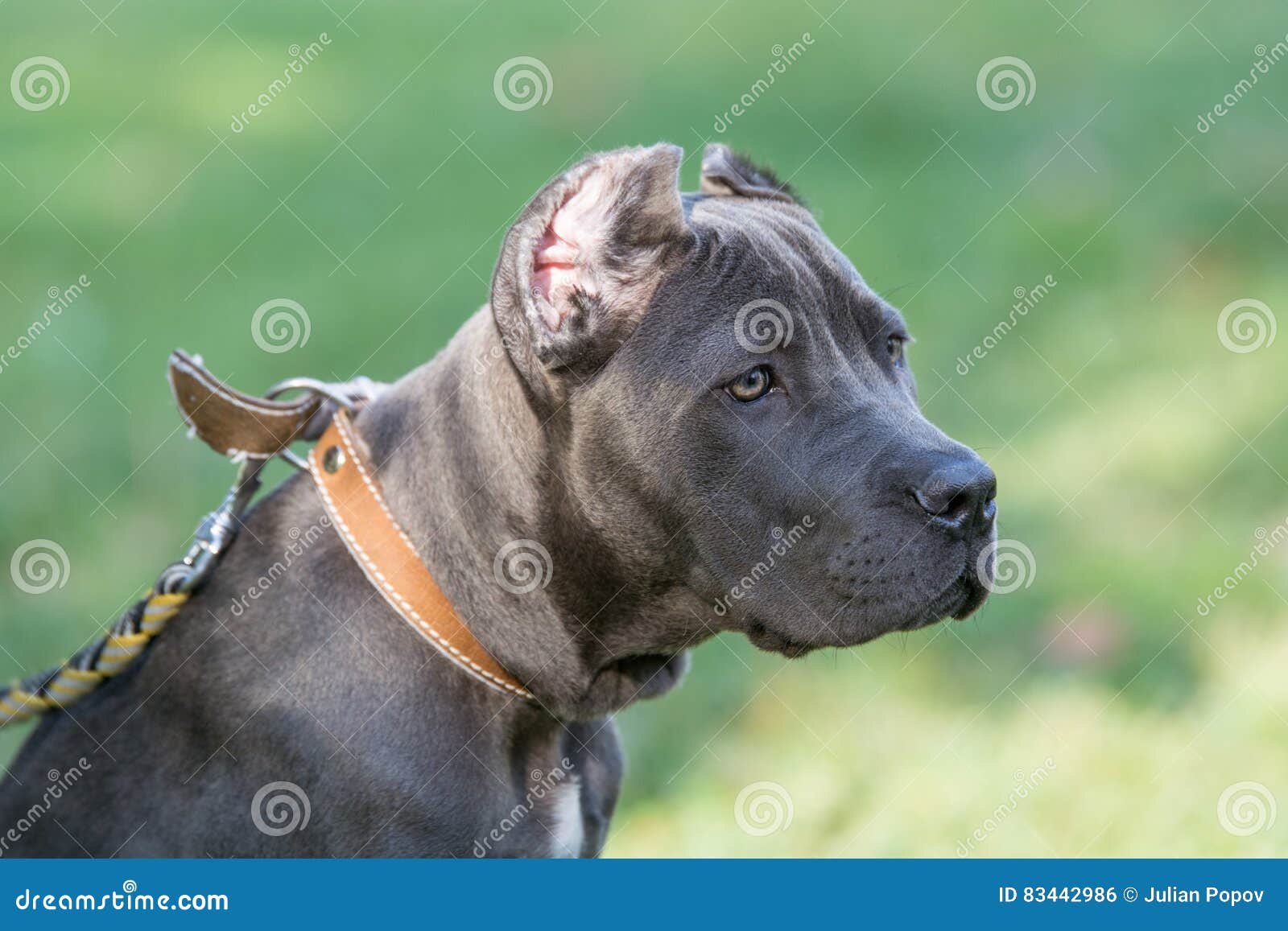 Young Cane Corso Dog On The Background Of A Green Grass Stock Photo