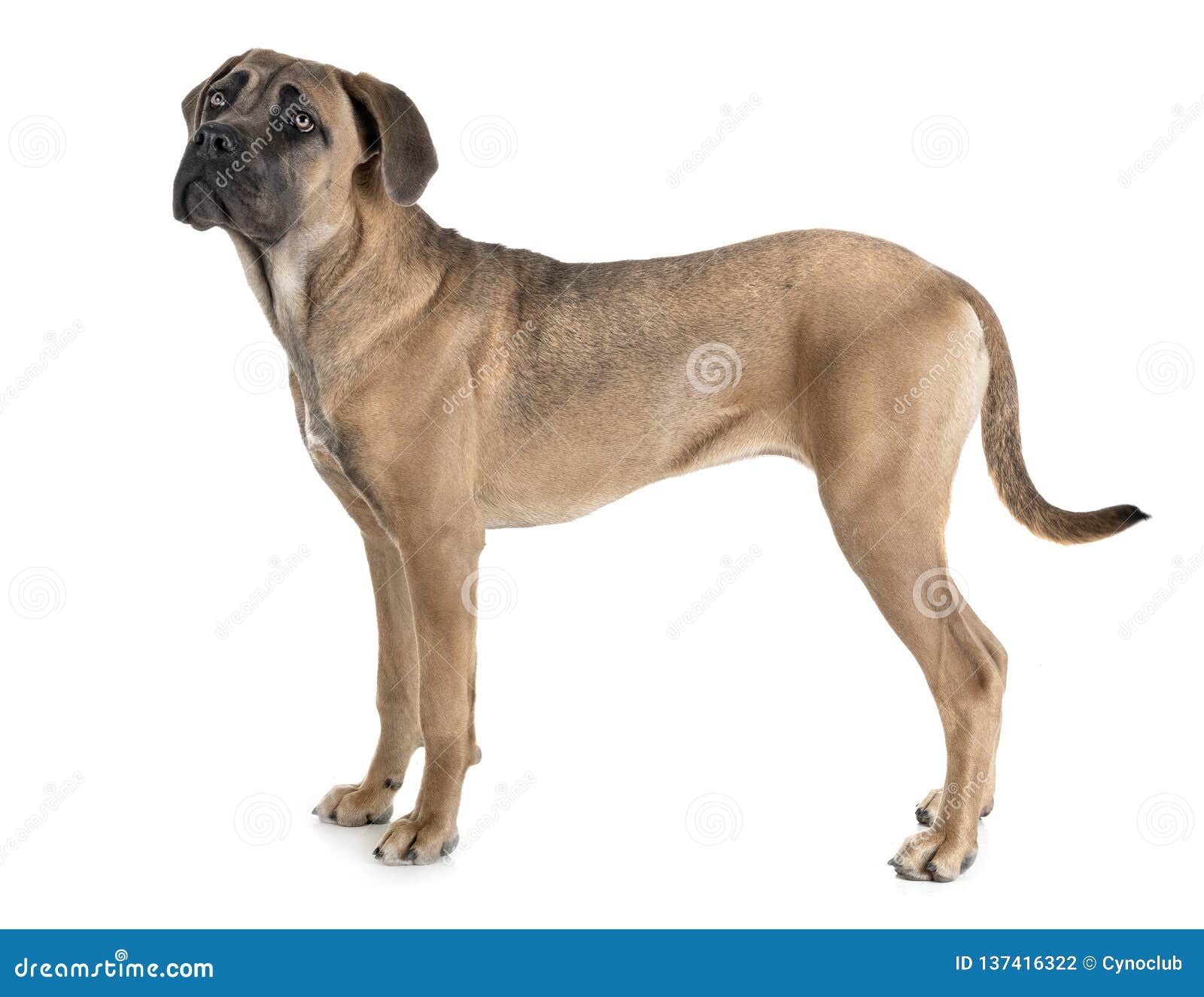 Young cane corso stock photo. Image of young, italian 137416322