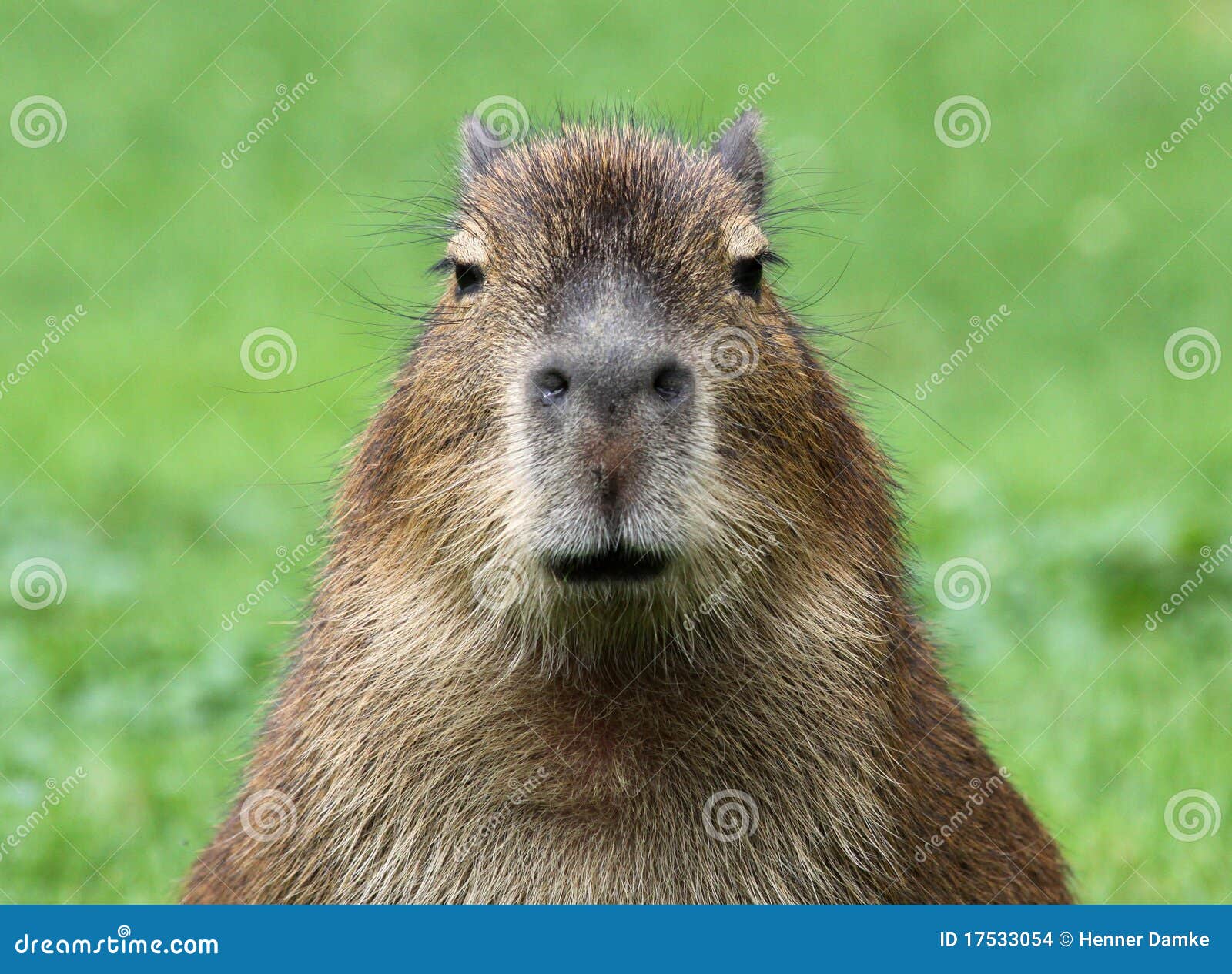 Capivara Agiota (capivaraagiota45) - Profile