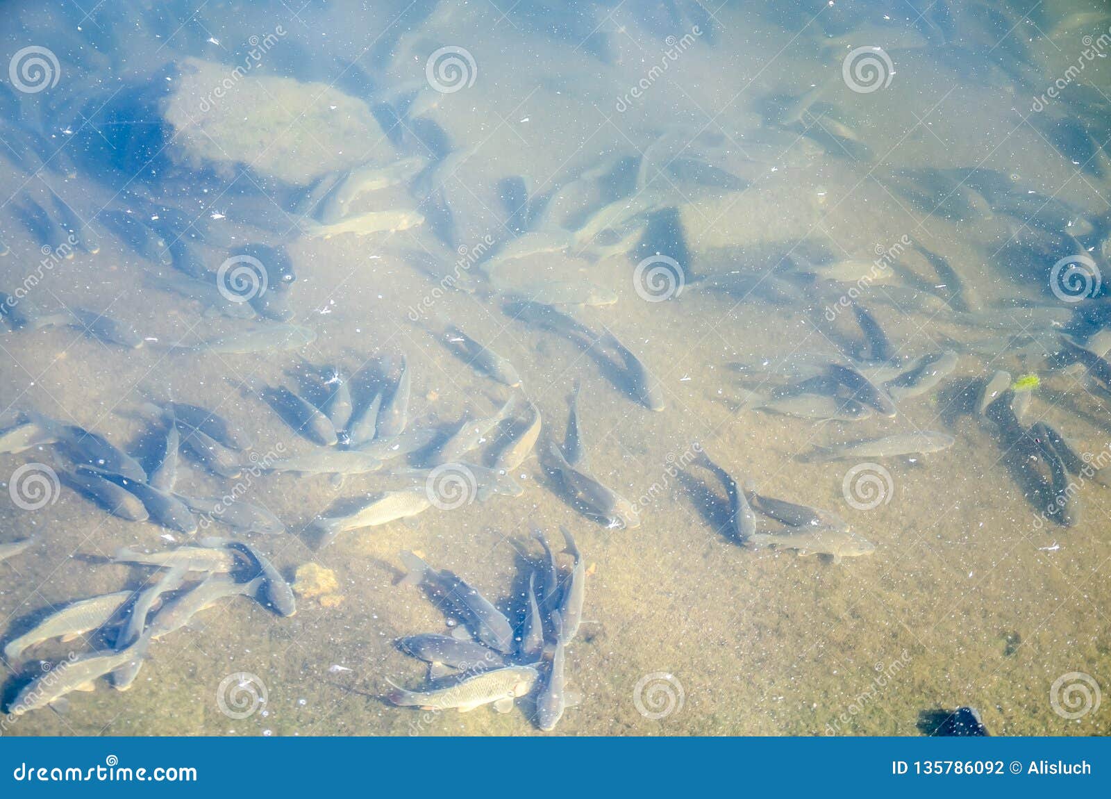 young carp california fishing planet young carp california fishing planet