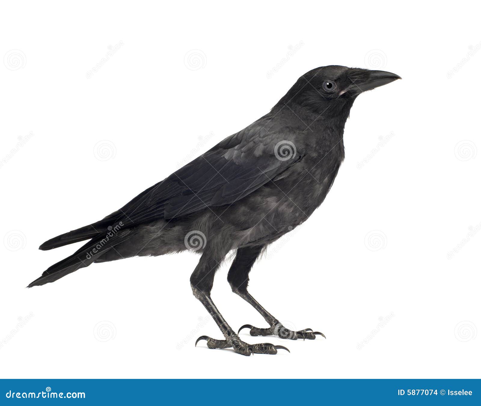 young carrion crow - corvus corone (3 months)
