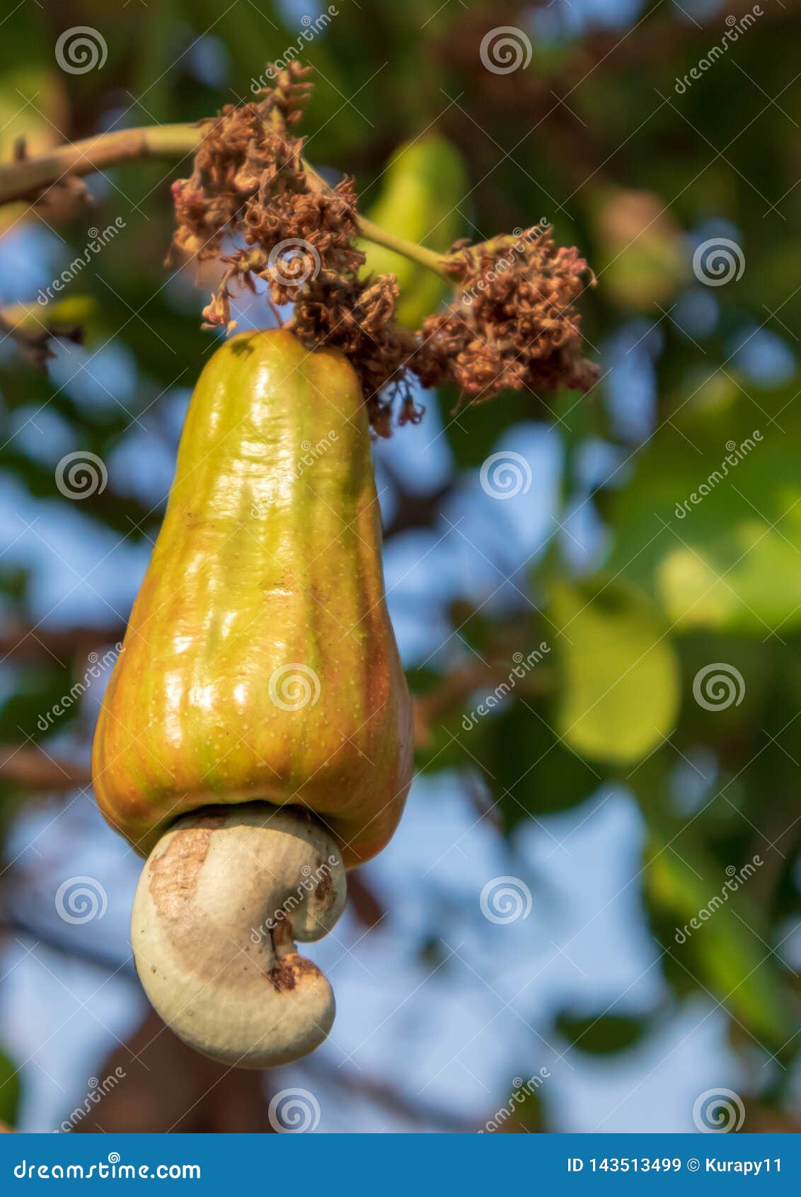 Young Cashew nuts on tree stock image. Image of group 143513499