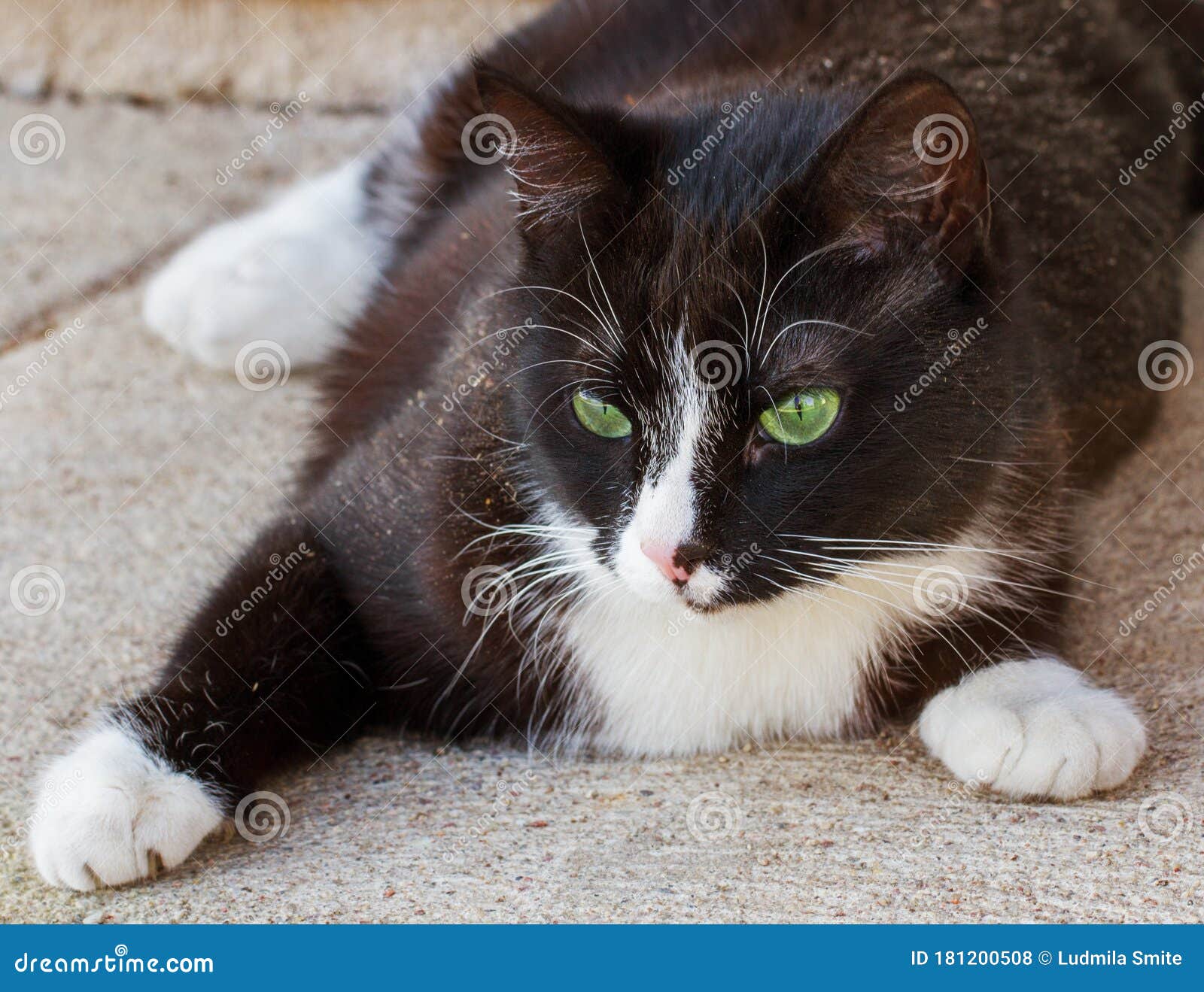 Young cat  on the beton  stock photo Image of nature 