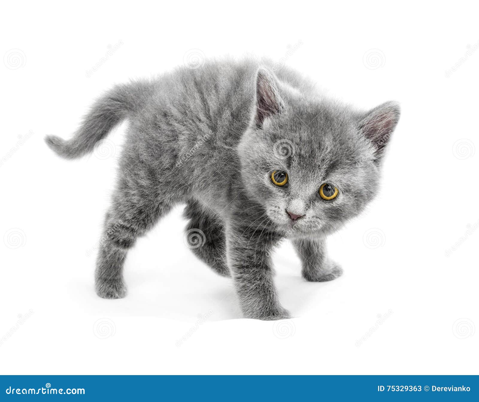 Young Cat are in a Defensive Position and Ready To Attack Stock Image