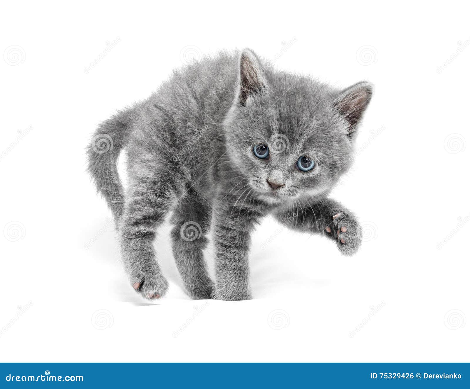 Young Cat are in a Defensive Position and Ready To Attack Stock Photo
