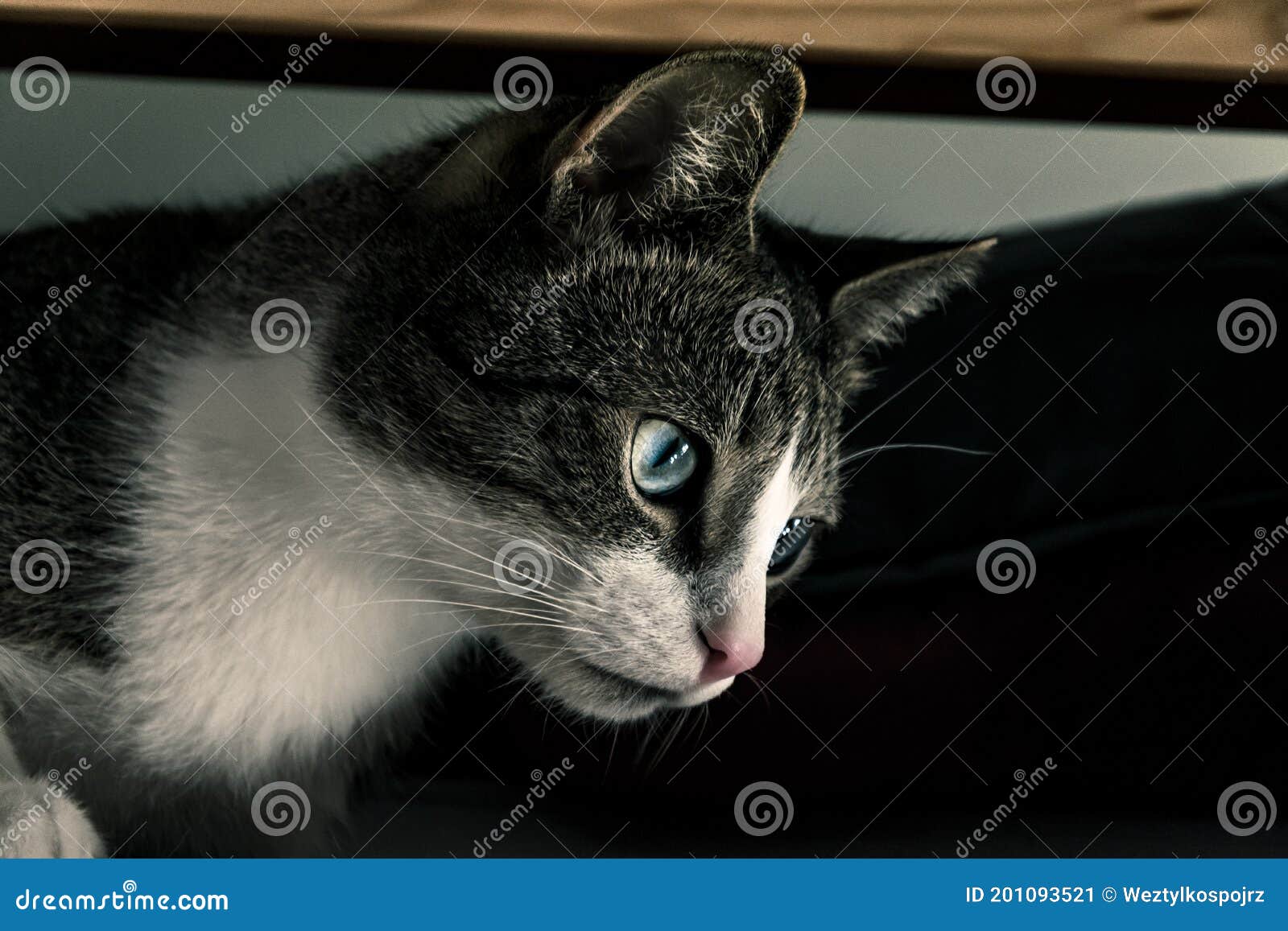 Young Cat with Dun White Fur and Blue Eyes Stock Image Image of beautiful, head 201093521