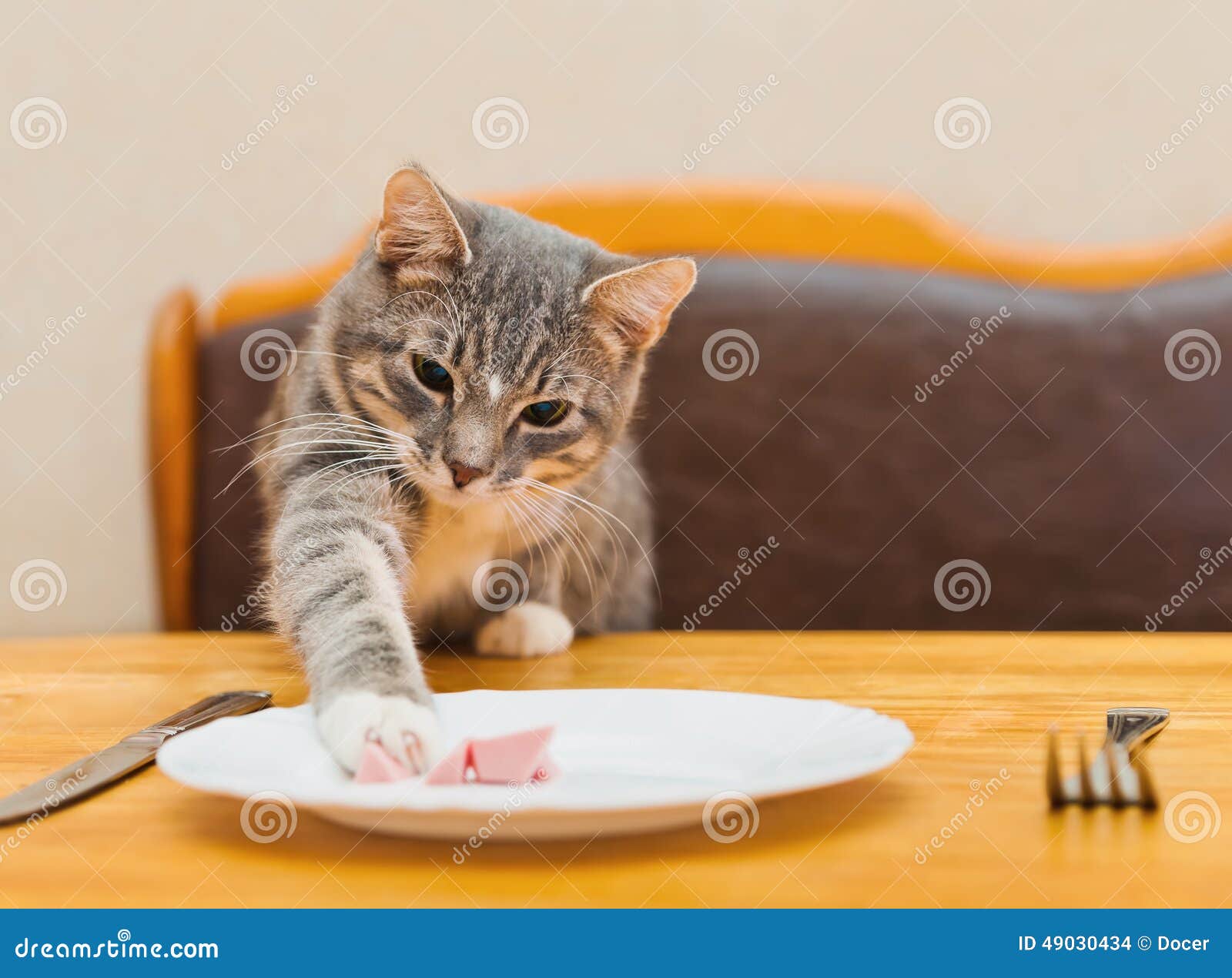Cat Eating With Cutlery Cat Eating With Cutlery