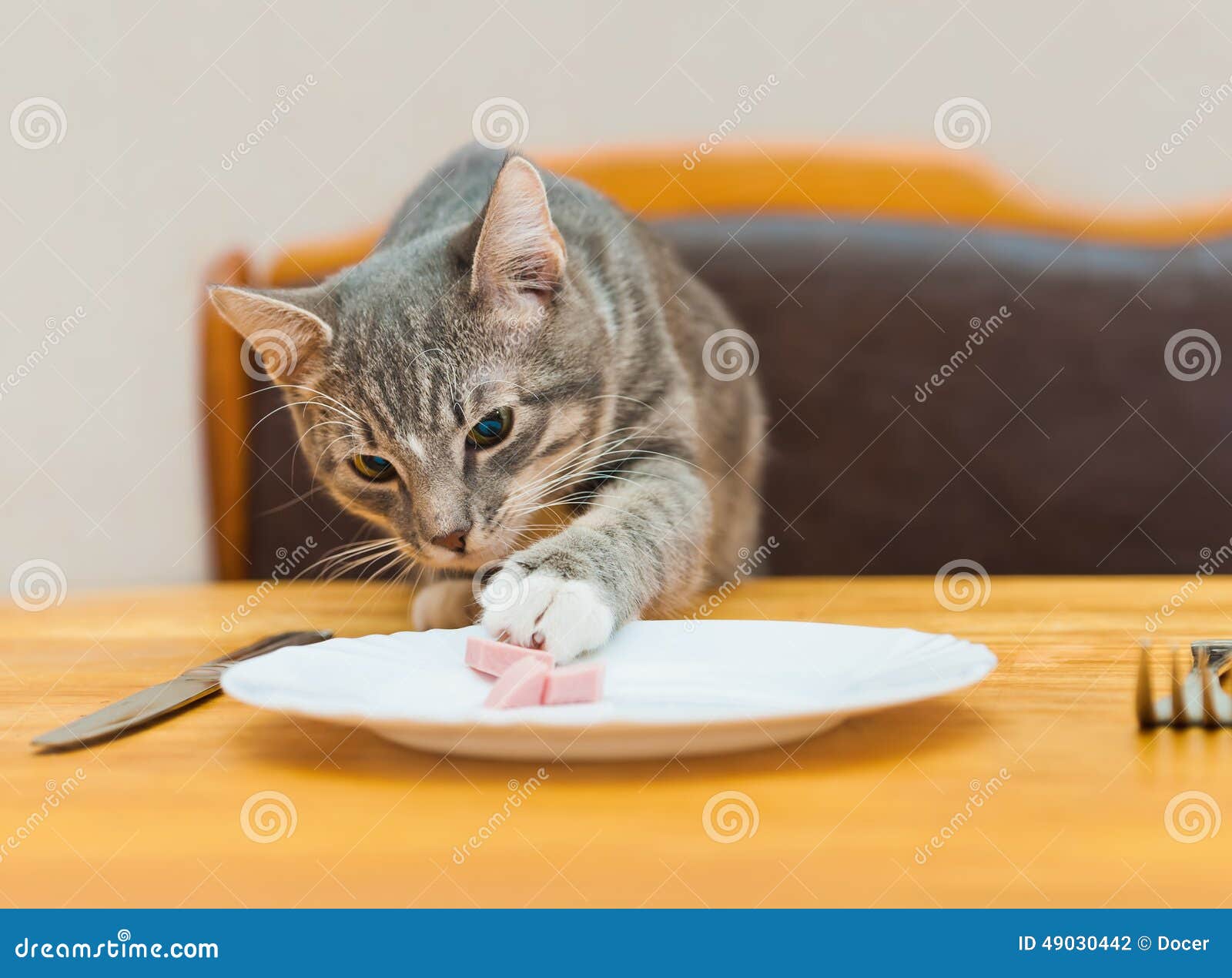 Young Cat Eating Food from Kitchen Plate Stock Photo Image of looking