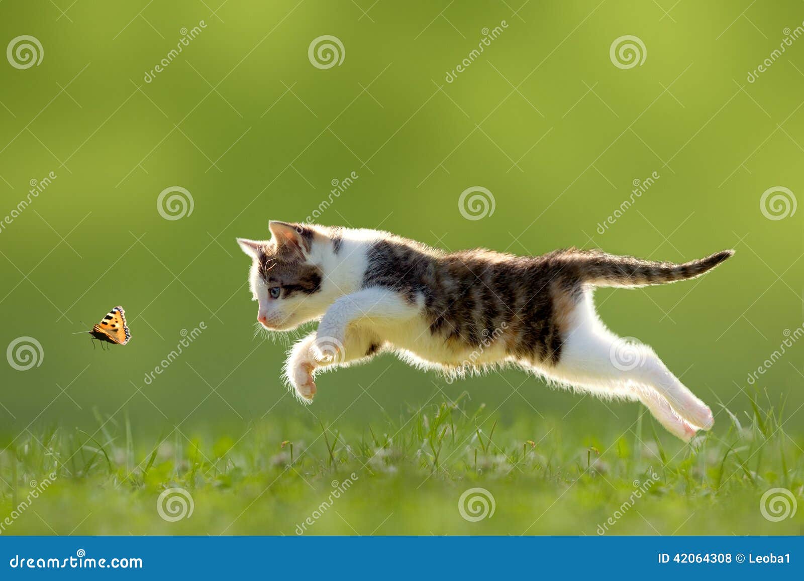 young cat hunting butterfly