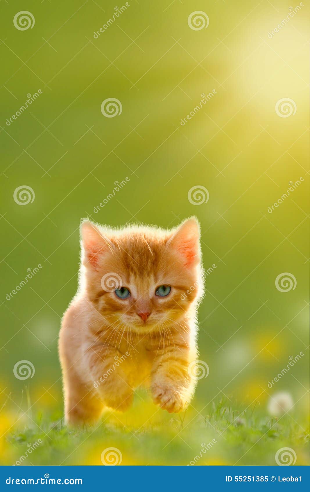 Young Cat Jumps Over a Meadow Back Lit Stock Image Image of domestic, cute 55251385