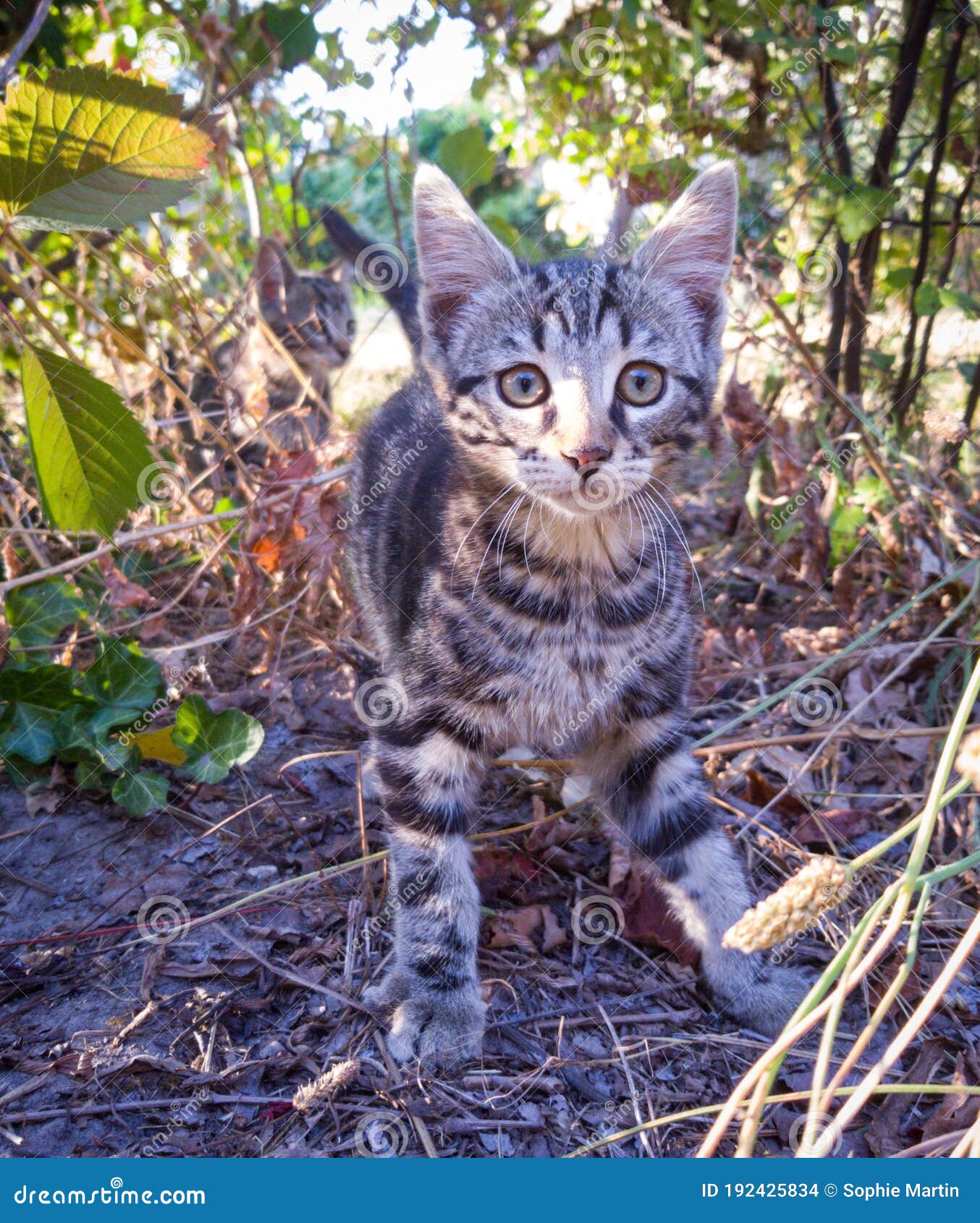 Young Cat Playing in the Garden Stock Photo Image of kitten, whiskers