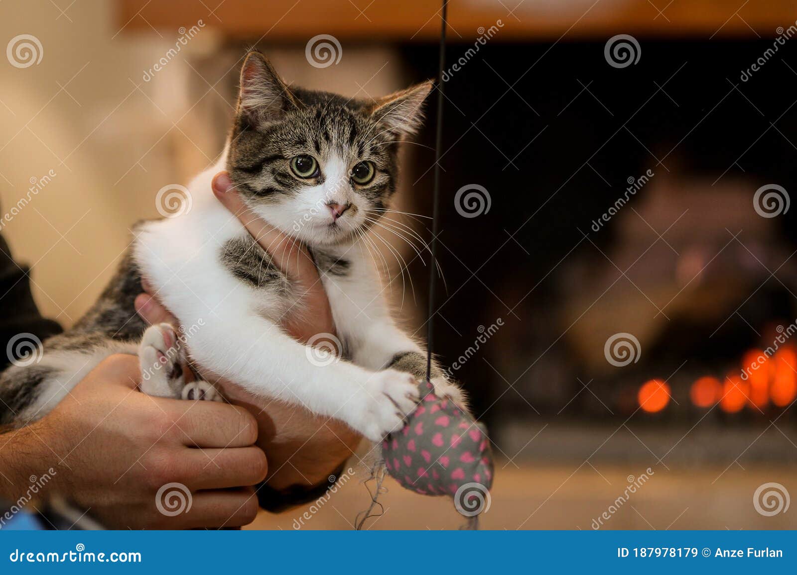 Young Cat is Playing with a Toy Indoors Stock Image Image of cute