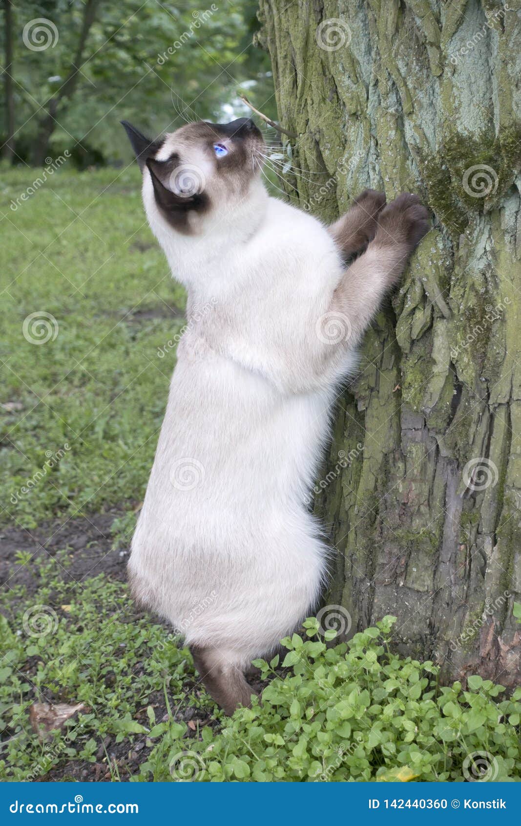 Young Cat Siamese Type ,Mekong Bobtail Trying To Climb a Tree Stock