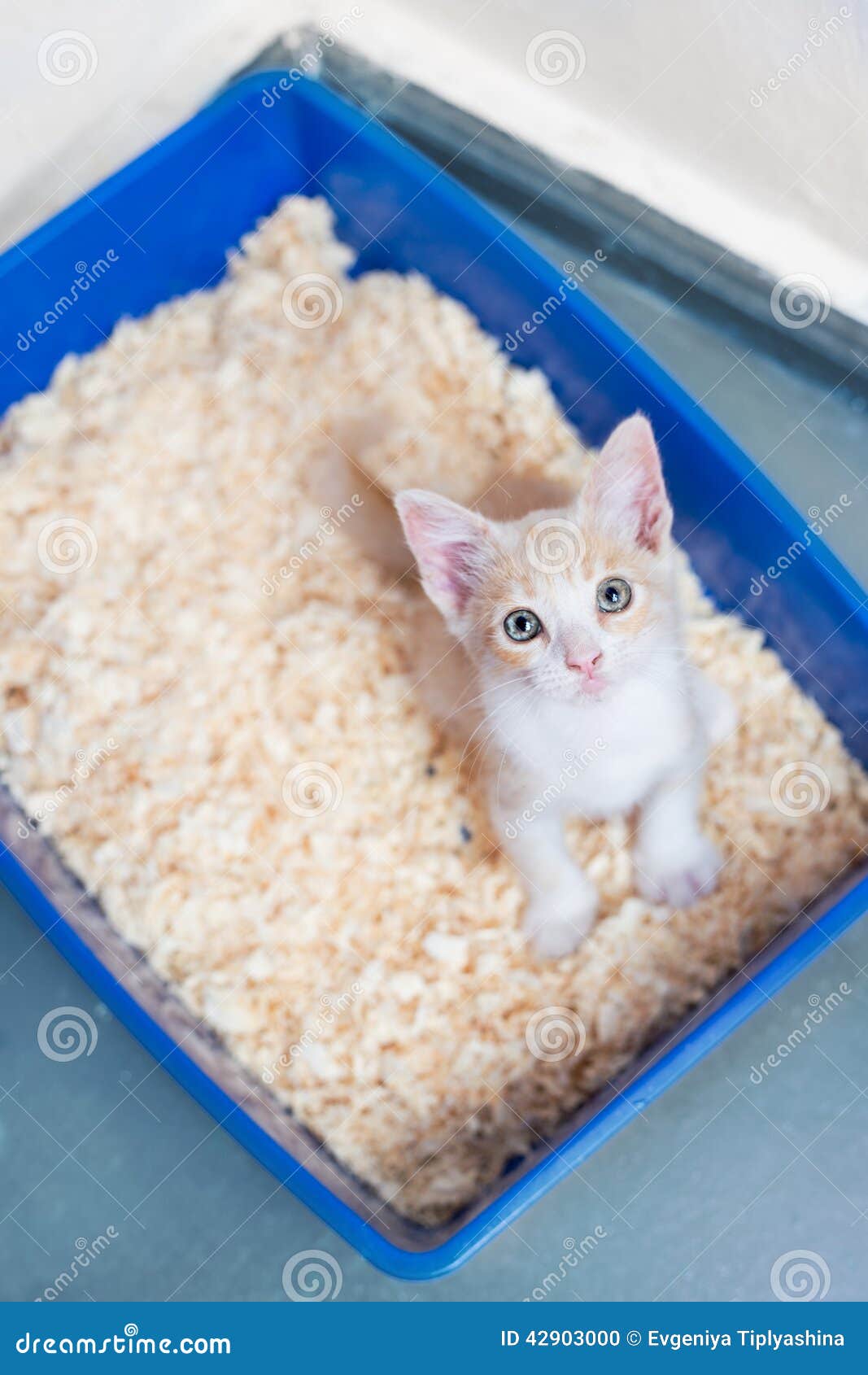Young cat use the toilet stock photo. Image of urine 42903000