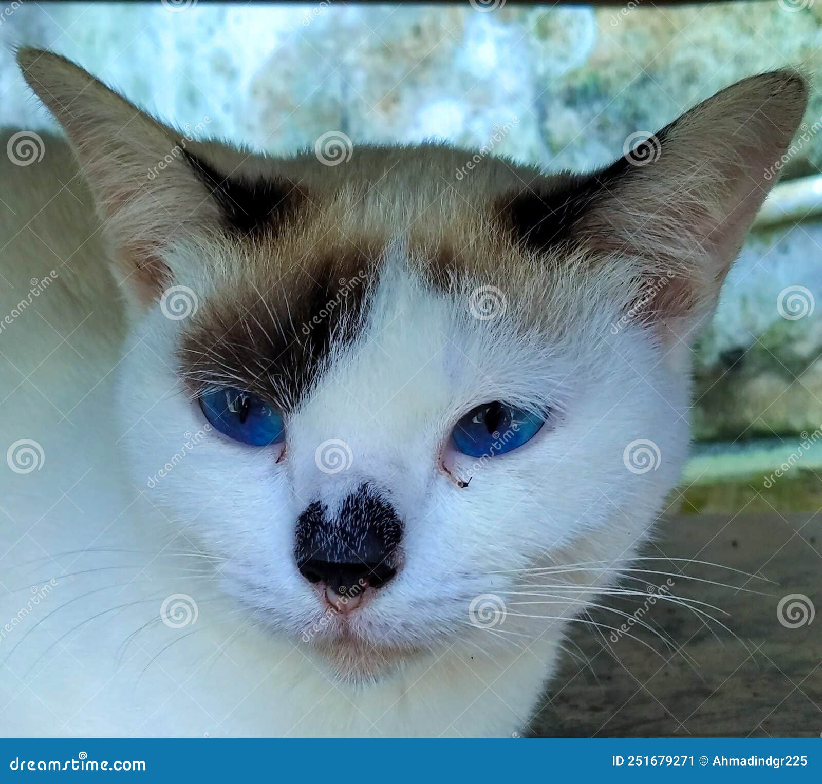 A Young Cat with White Fur with Blue Eyes Stock Image Image of skin, young 251679271