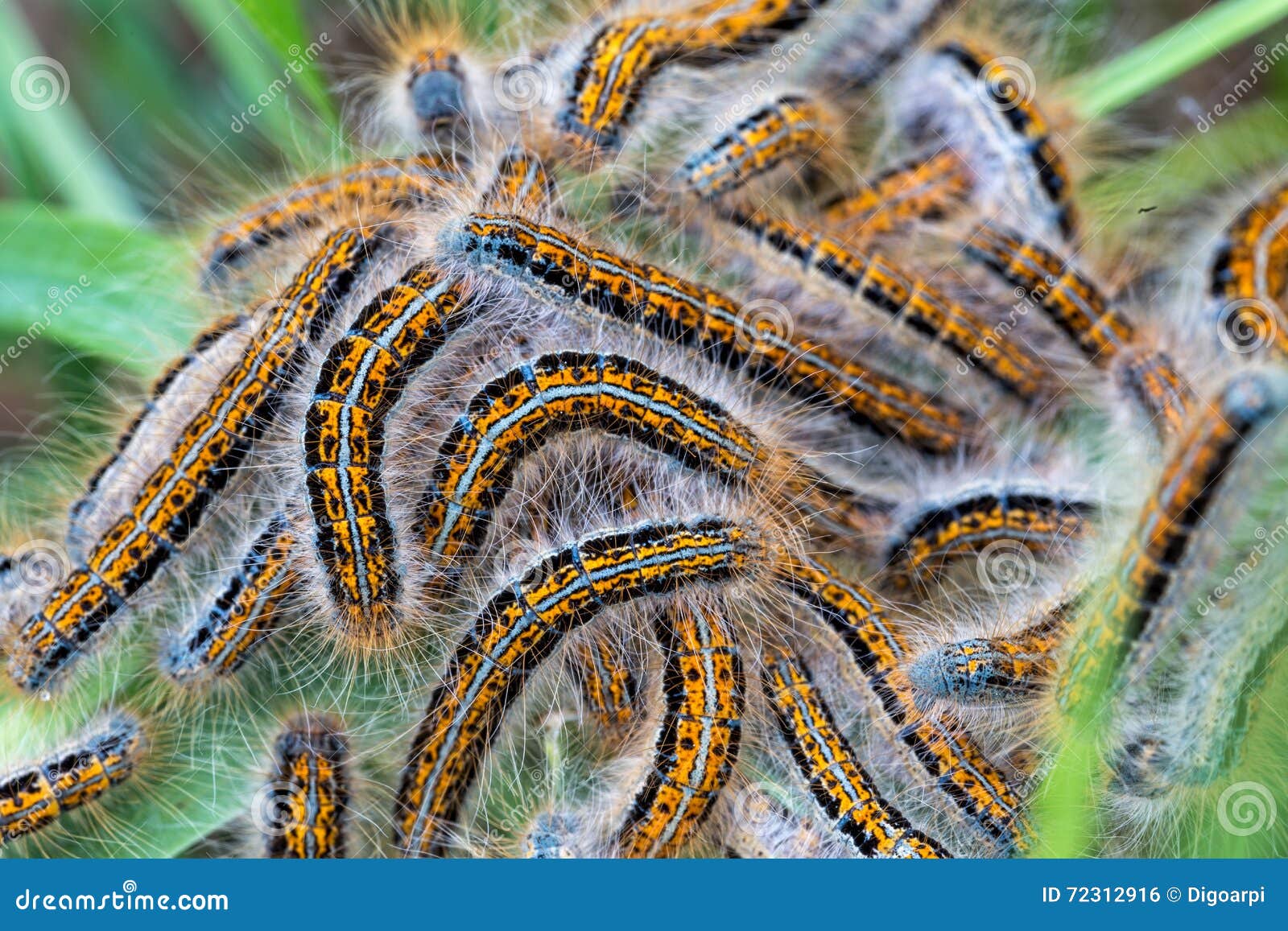 Young Caterpillars in the Nest Stock Photo Image of animal, insect
