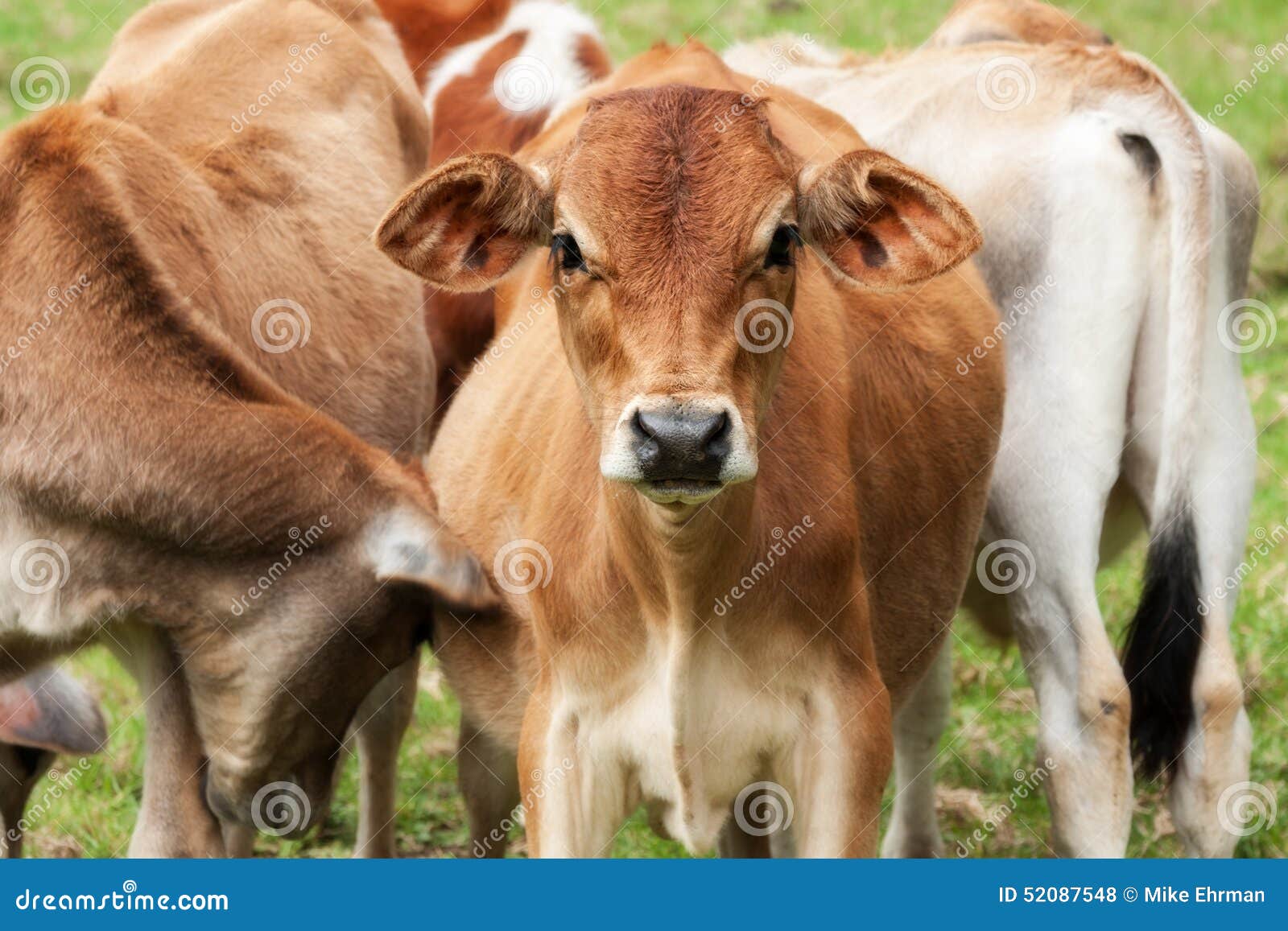 Young cattle calves stock photo. Image of land, green 52087548