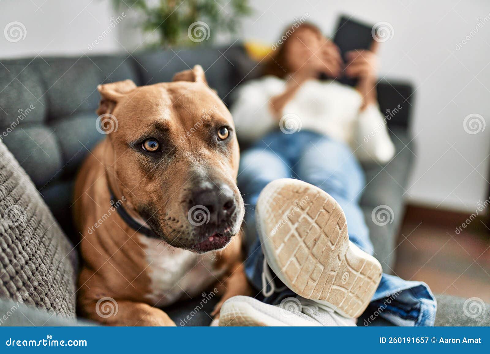Young Caucasian Woman Using Touchpad Lying on Sofa with Dog at Home Stock Image Image of
