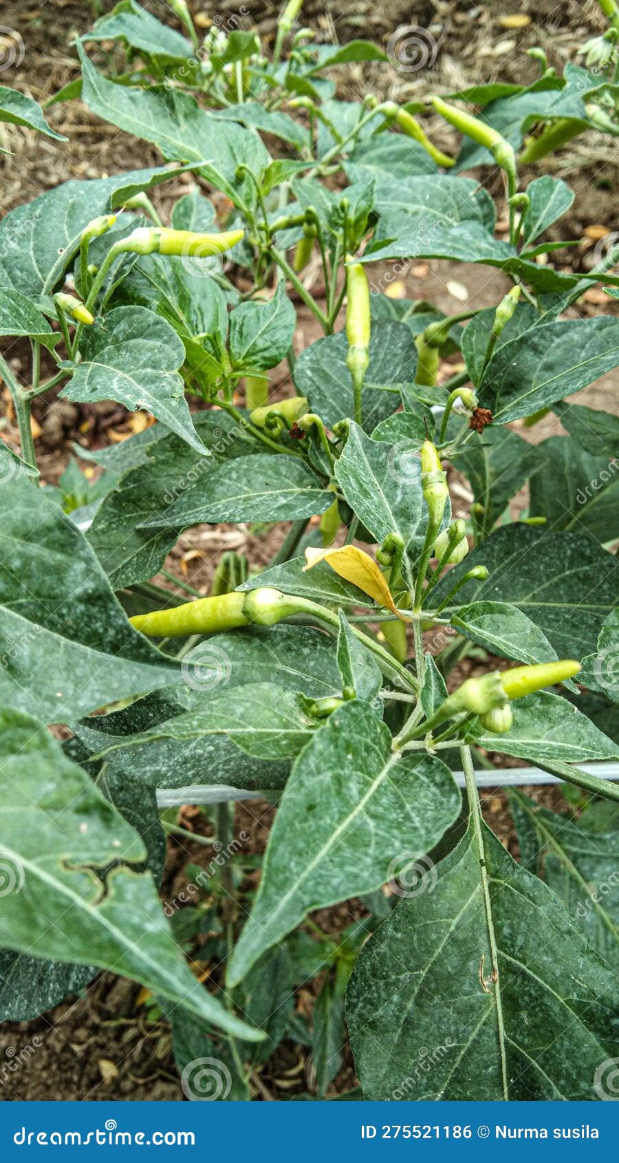Young Cayenne Pepper that is Starting To Grow Stock Photo Image of