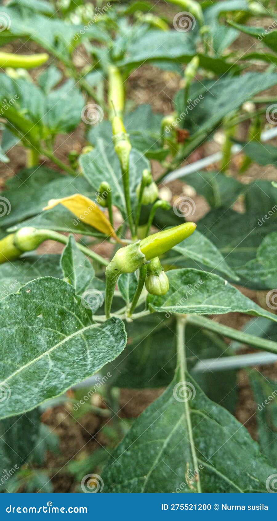 Young Cayenne Pepper that is Starting To Grow Stock Photo Image of