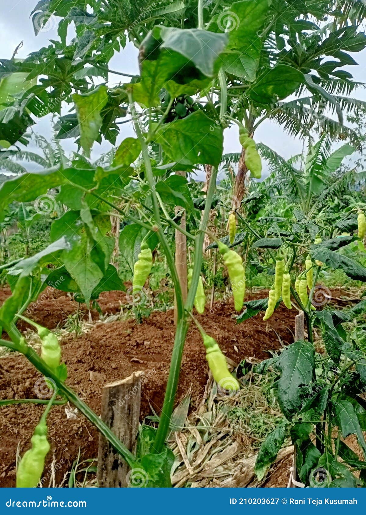 Young cayenne pepper stock image. Image of plant, tree 210203627