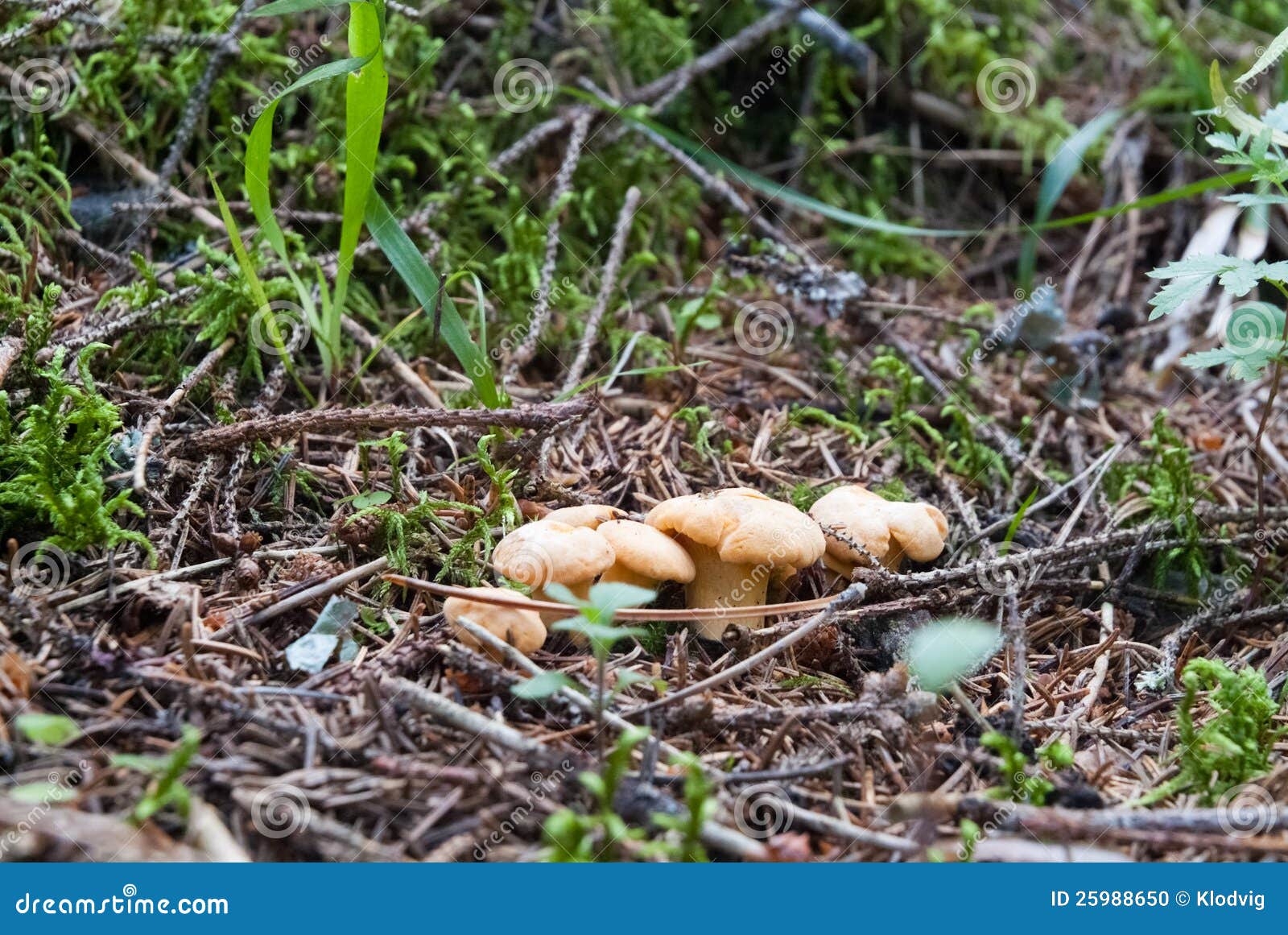 Young chanterelles stock photo. Image of cooking, fungus 25988650