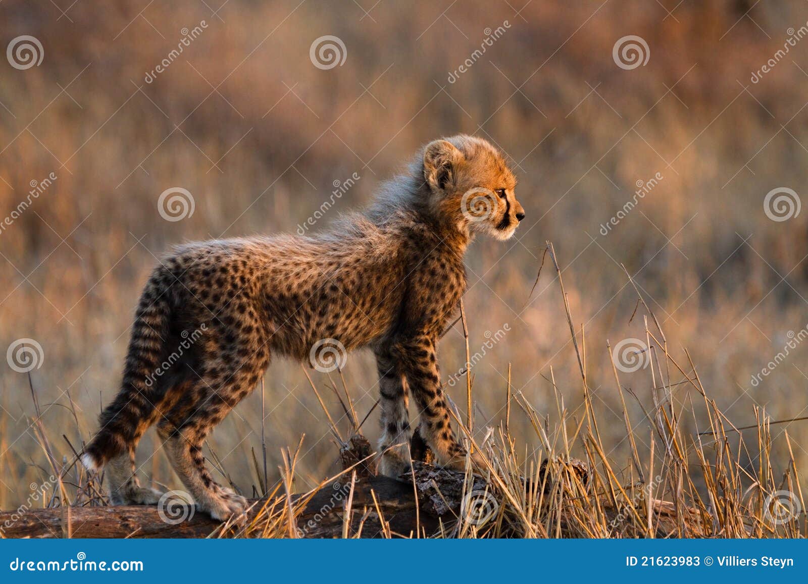 Young cheetah cub stock image. Image of cute, amber, golden 21623983